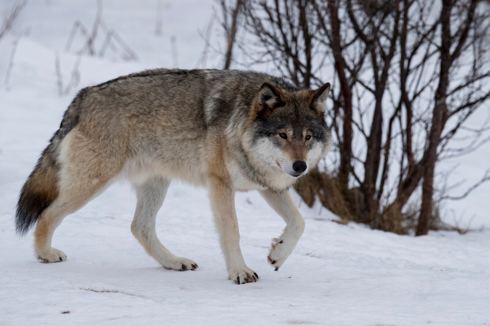 Wolf Hunting Cancelled in Värmland