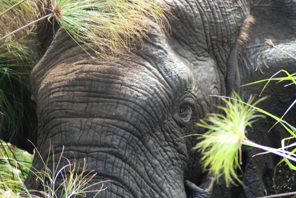 The last elephant at the zoo set free
