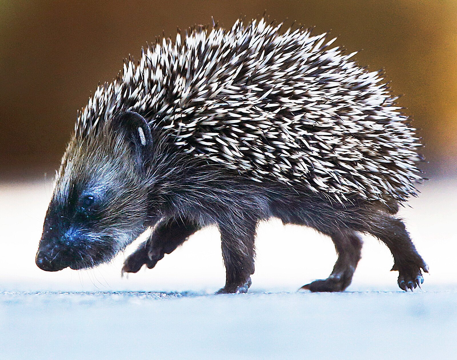 Hedgehogs Reveal High Lead and