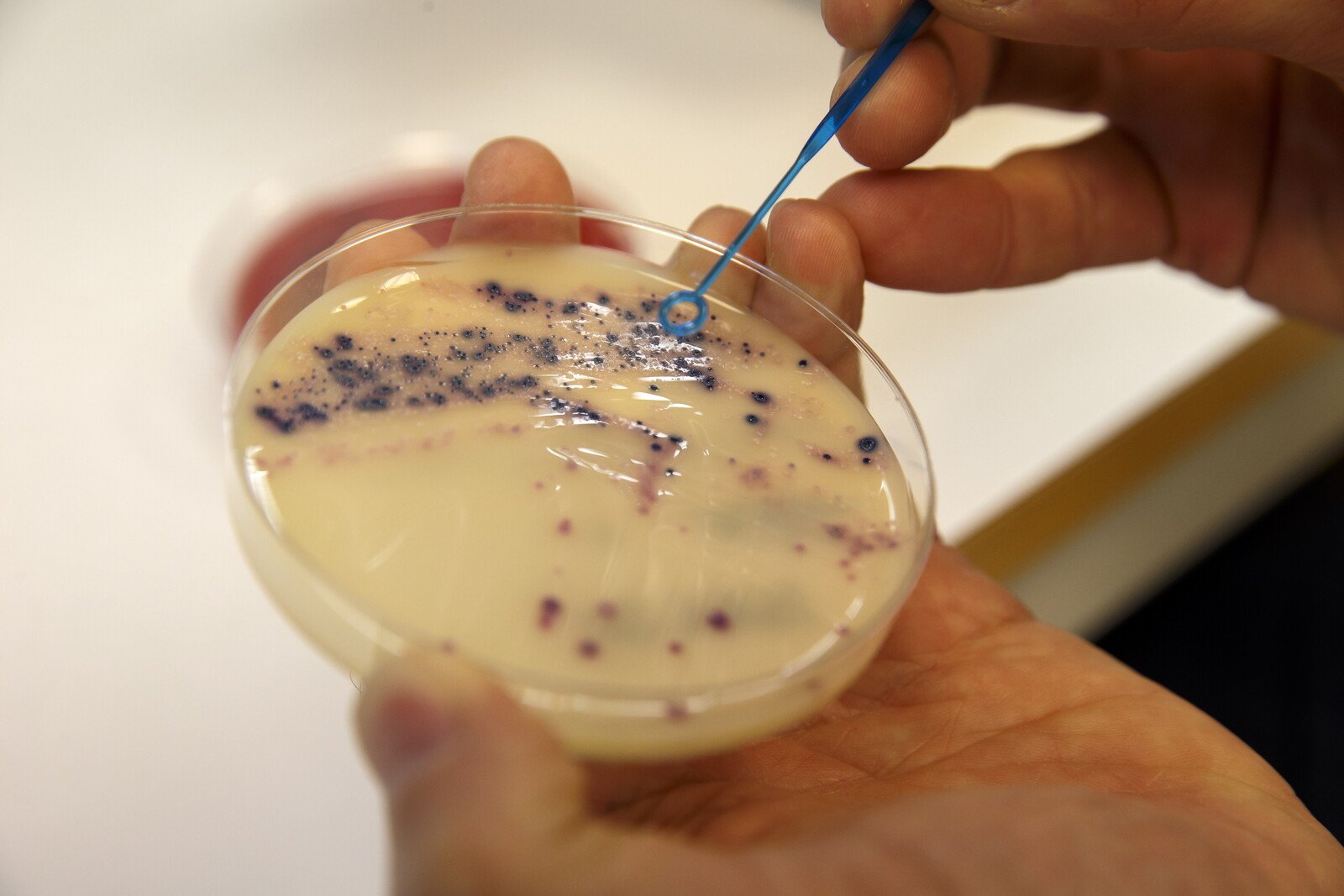 Nanoplastics May Hinder Antibiotic Effectiveness,