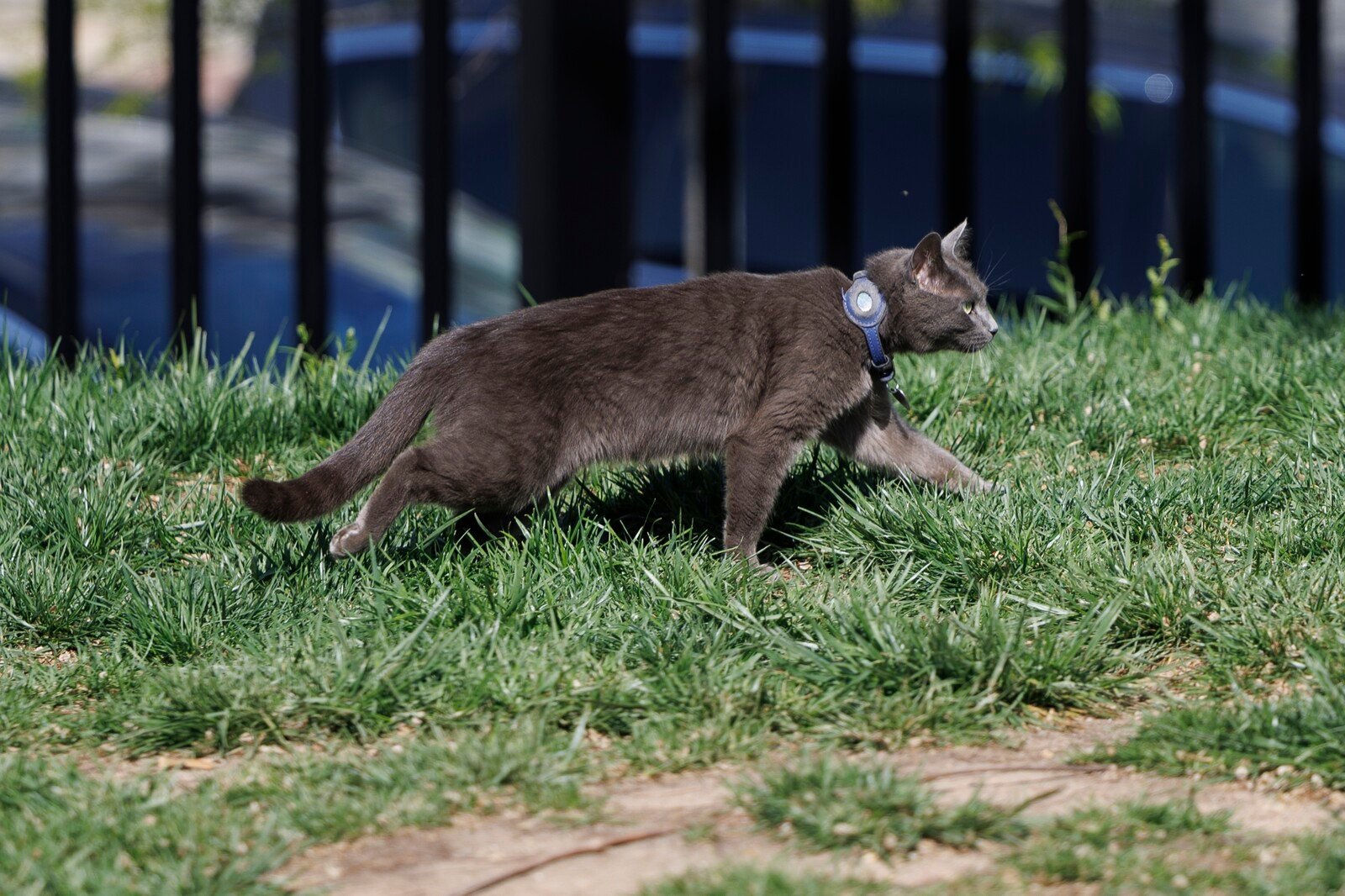 Cat Briefly Ventures into White