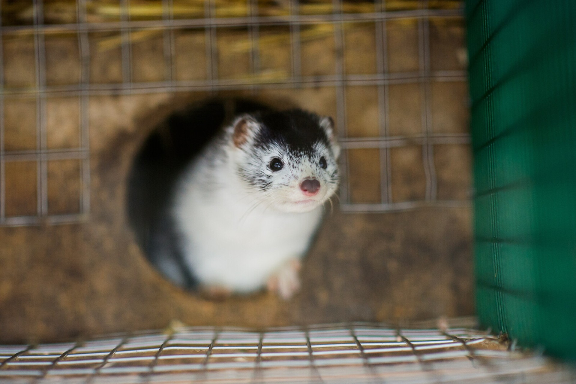 Sweden Moves to Ban Fur Farming, Focuses on Mink Breeding