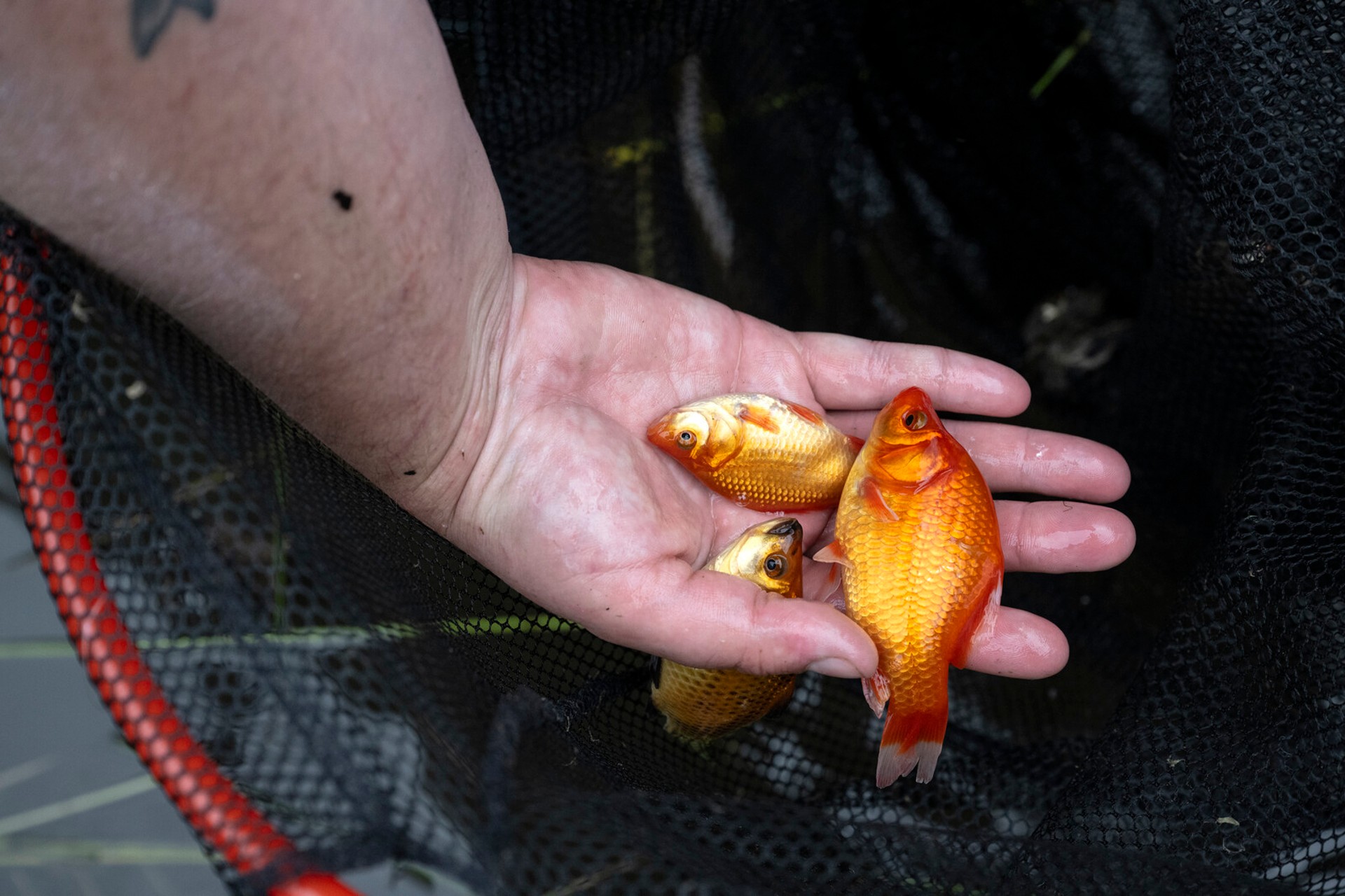 Goldfish Threaten Native Fish in