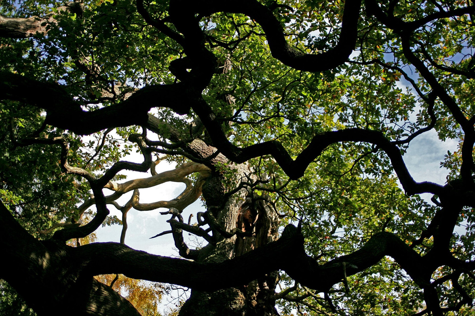 England to Plant 20 Million Trees in First New National Forest in 30 Years