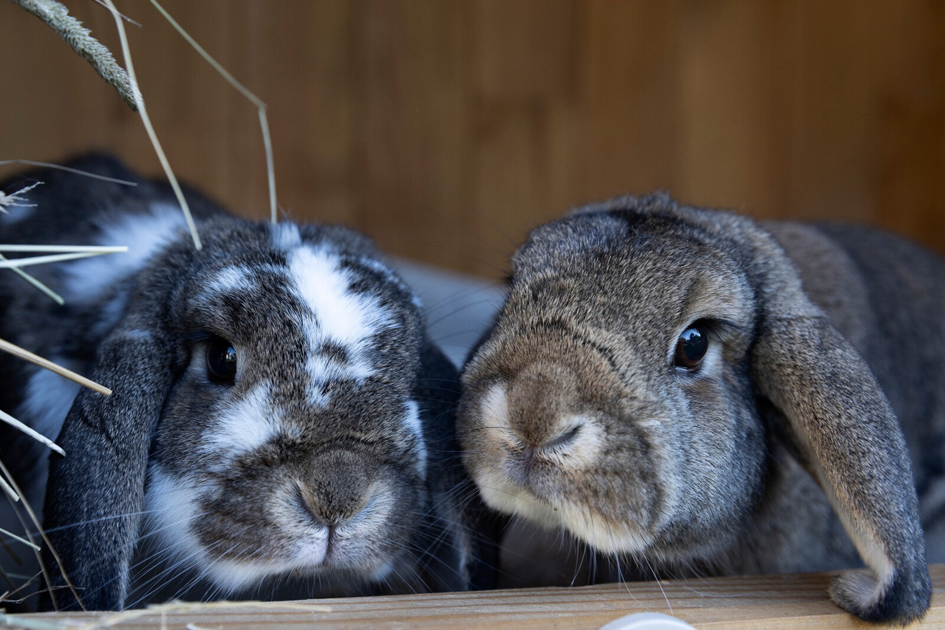 The Proposal: Now the Dwarf Rabbit Should Have Plenty of Room