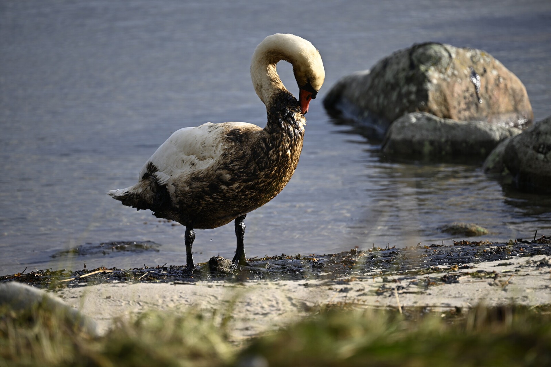 Million amount in compensation after oil spill