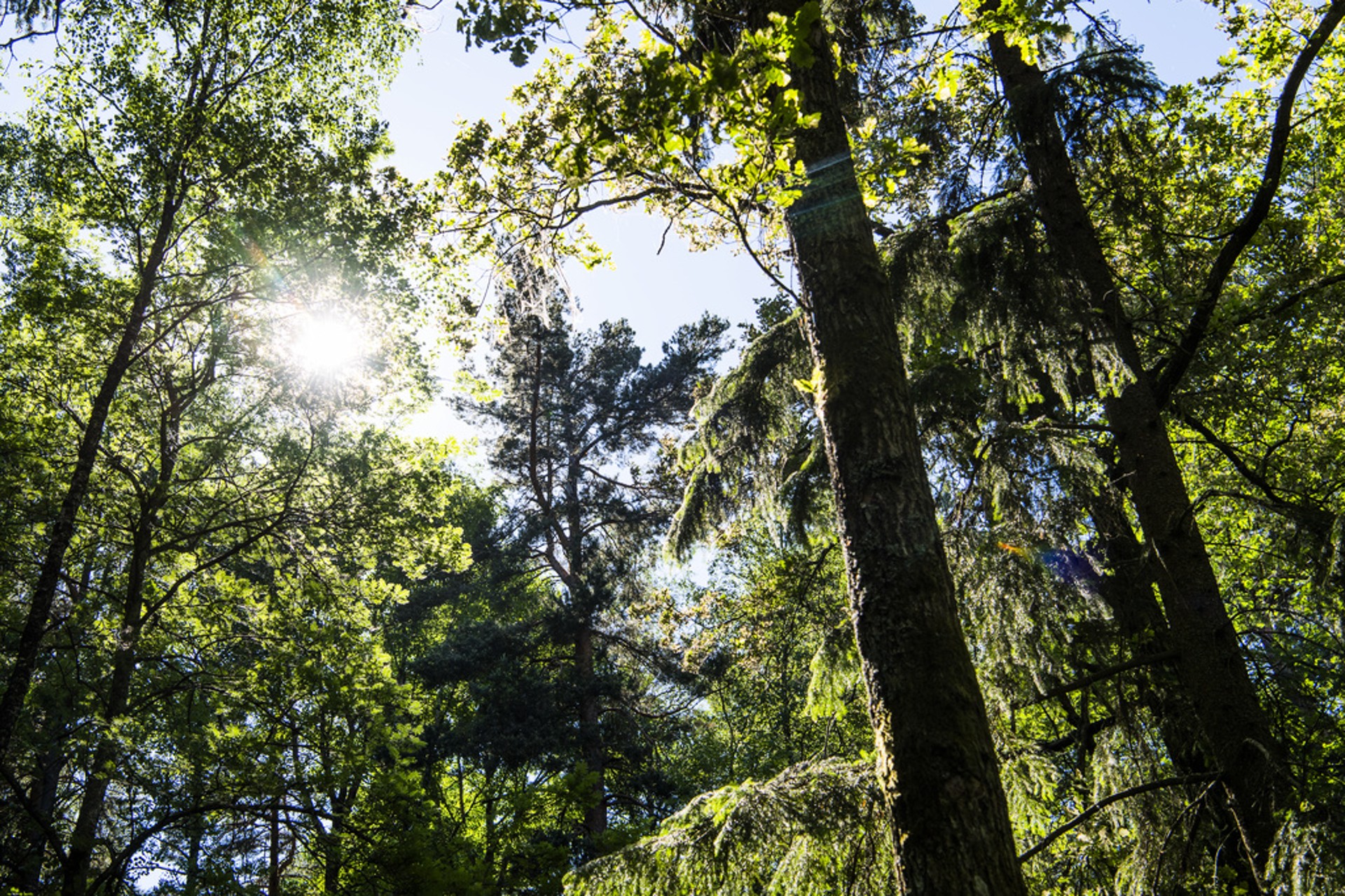 Trees' unexpected ability: absorbs methane