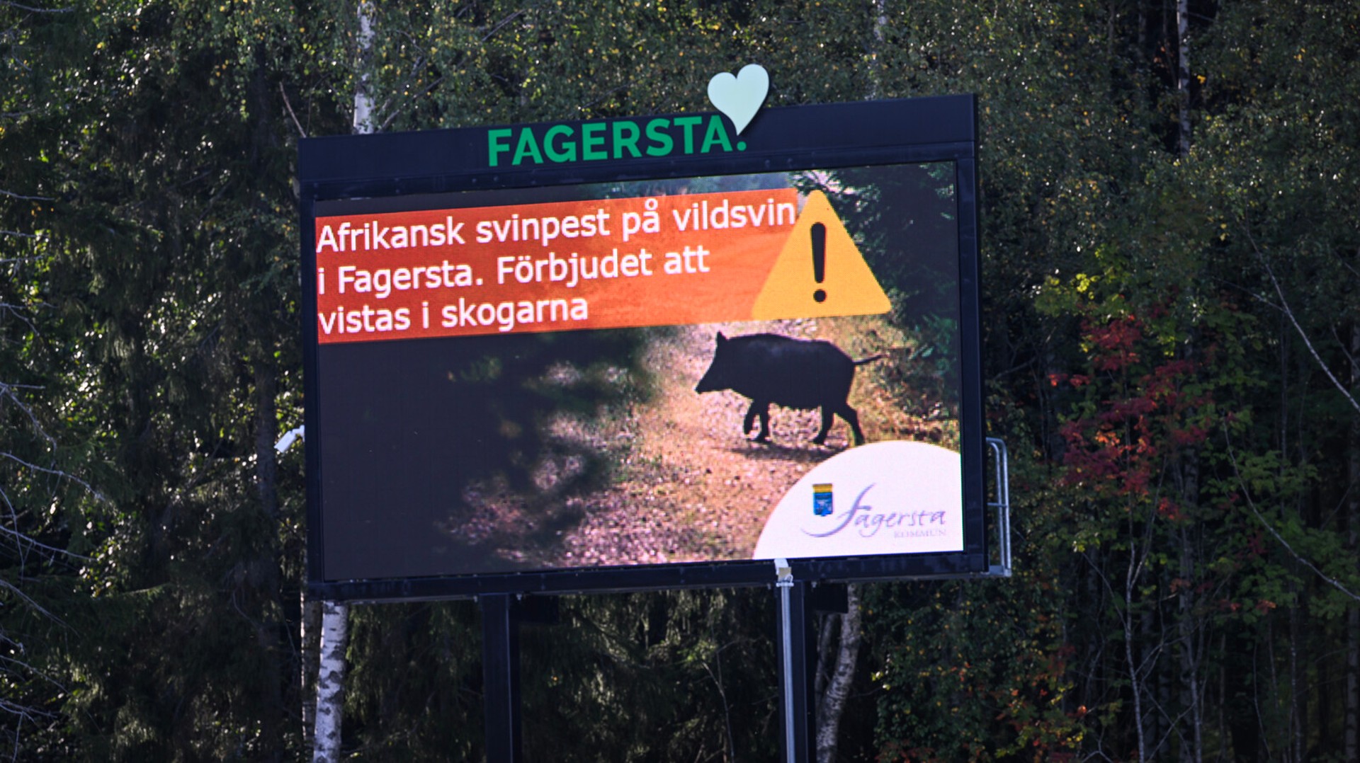 Sweden declared free from African swine fever