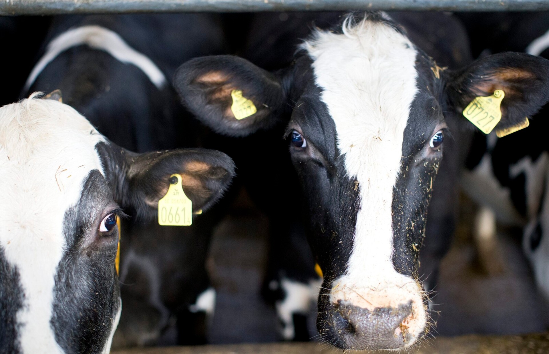 Rising Dairy Prices Boost Swedish Farmers' Pay but Challenges Persist