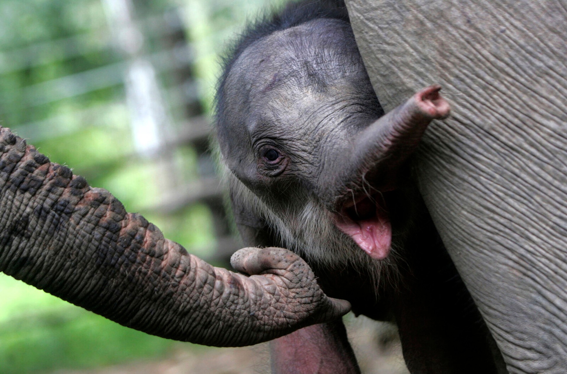 Elephant Calf Rescued – Has Lost Its Mother