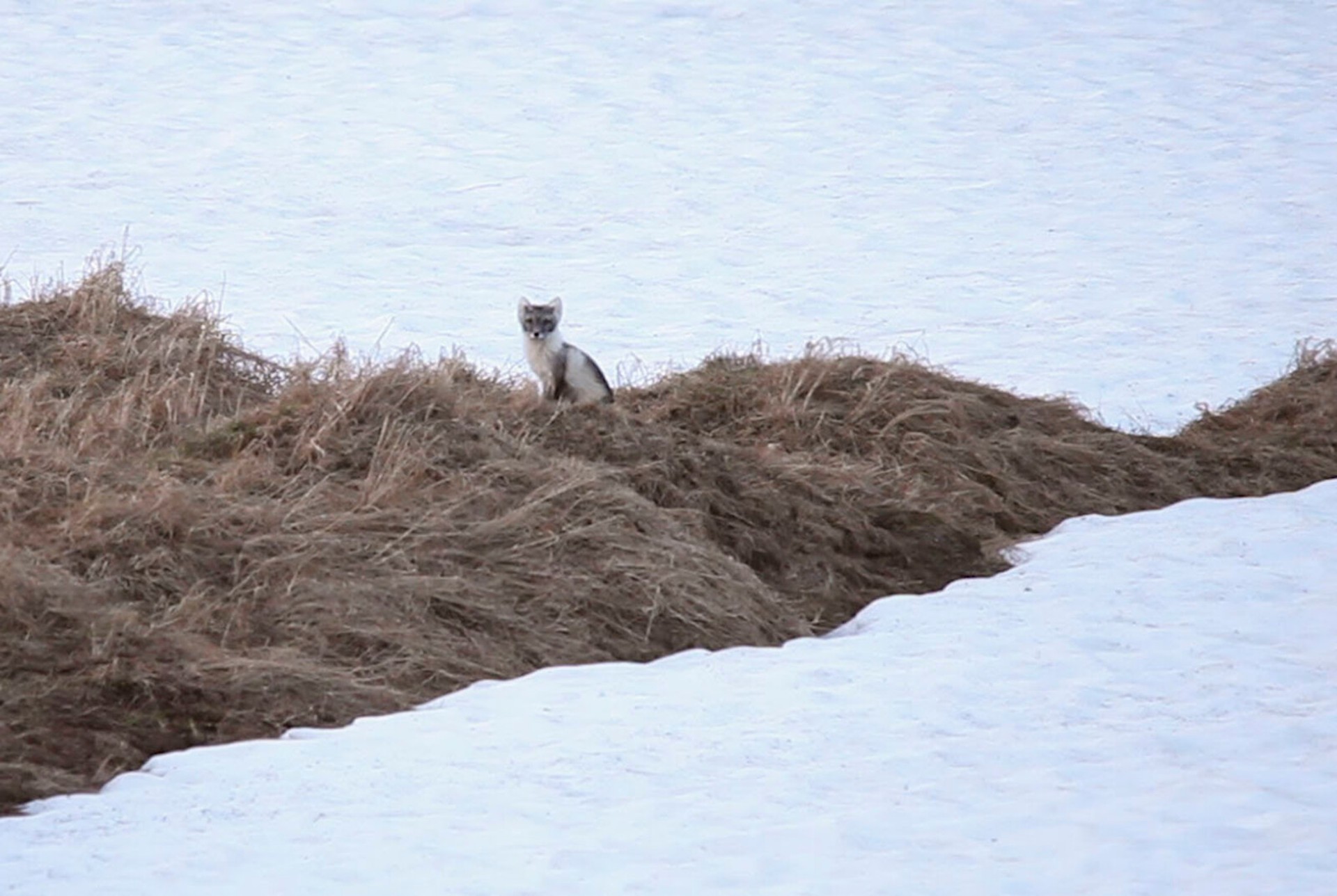 Arctic Foxes Thrive in Sweden with Lemming Boom