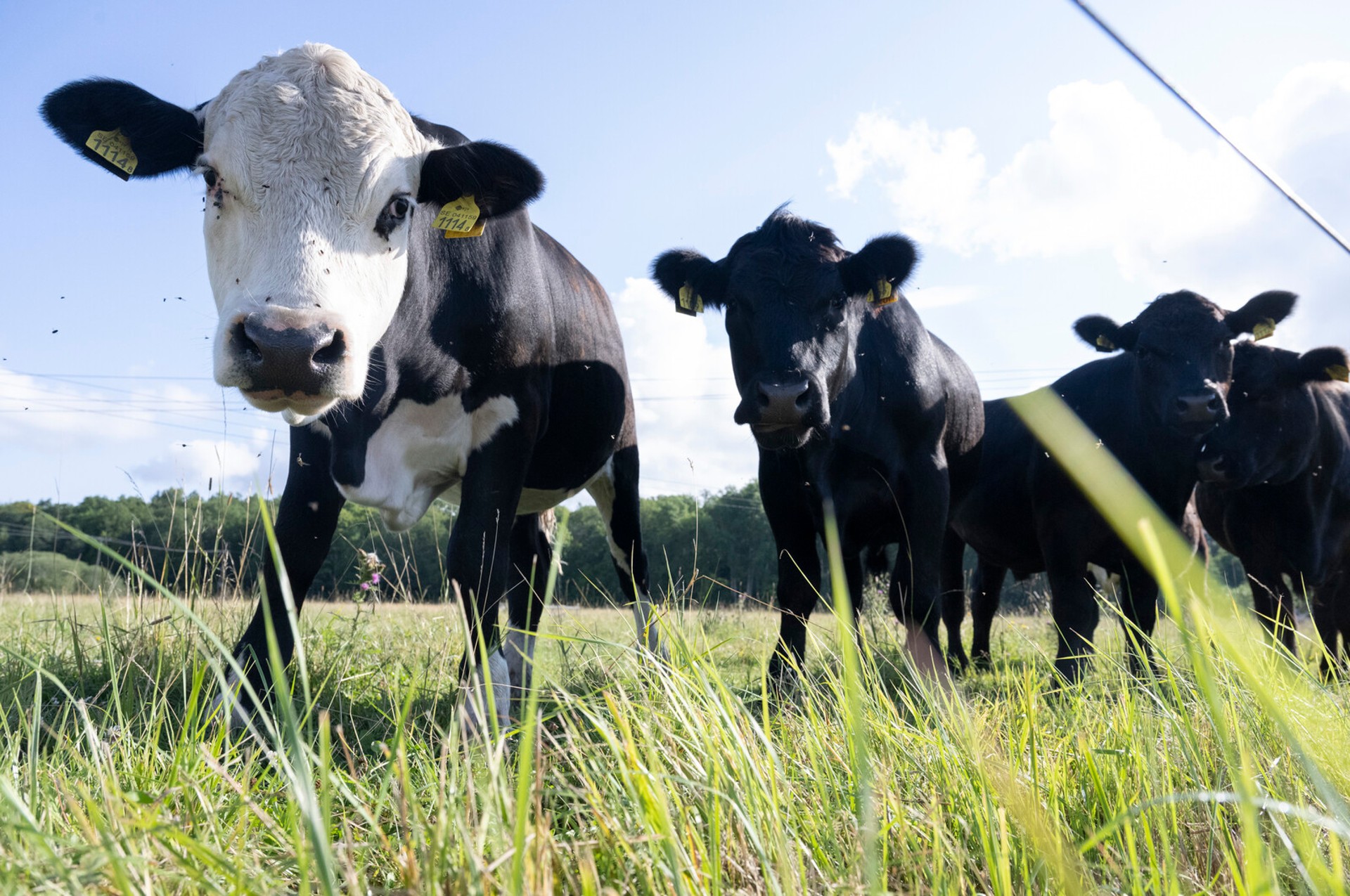 The bluetongue virus has been detected in Skåne