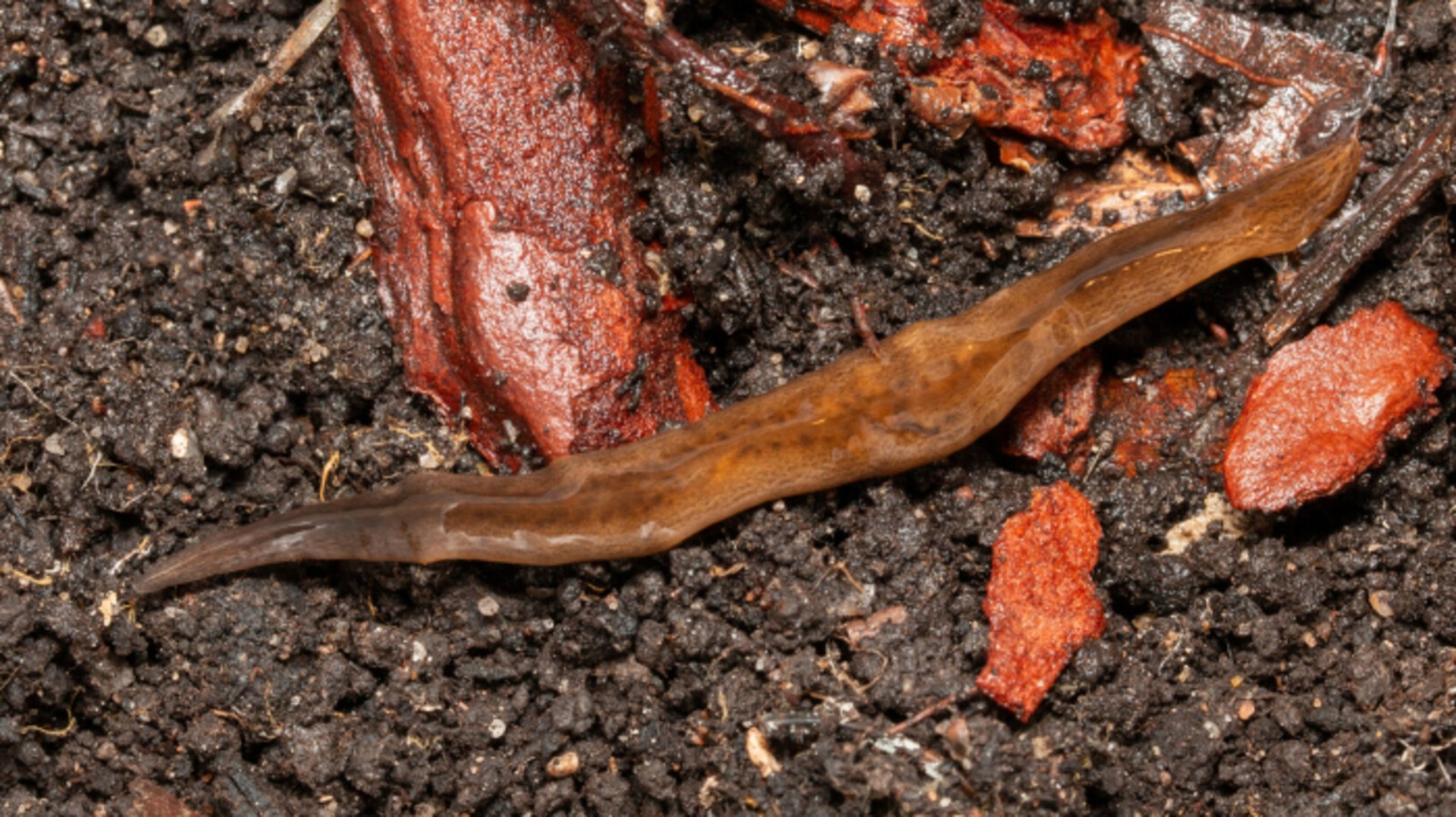 Invasive Flatworm Found at Three Nurseries