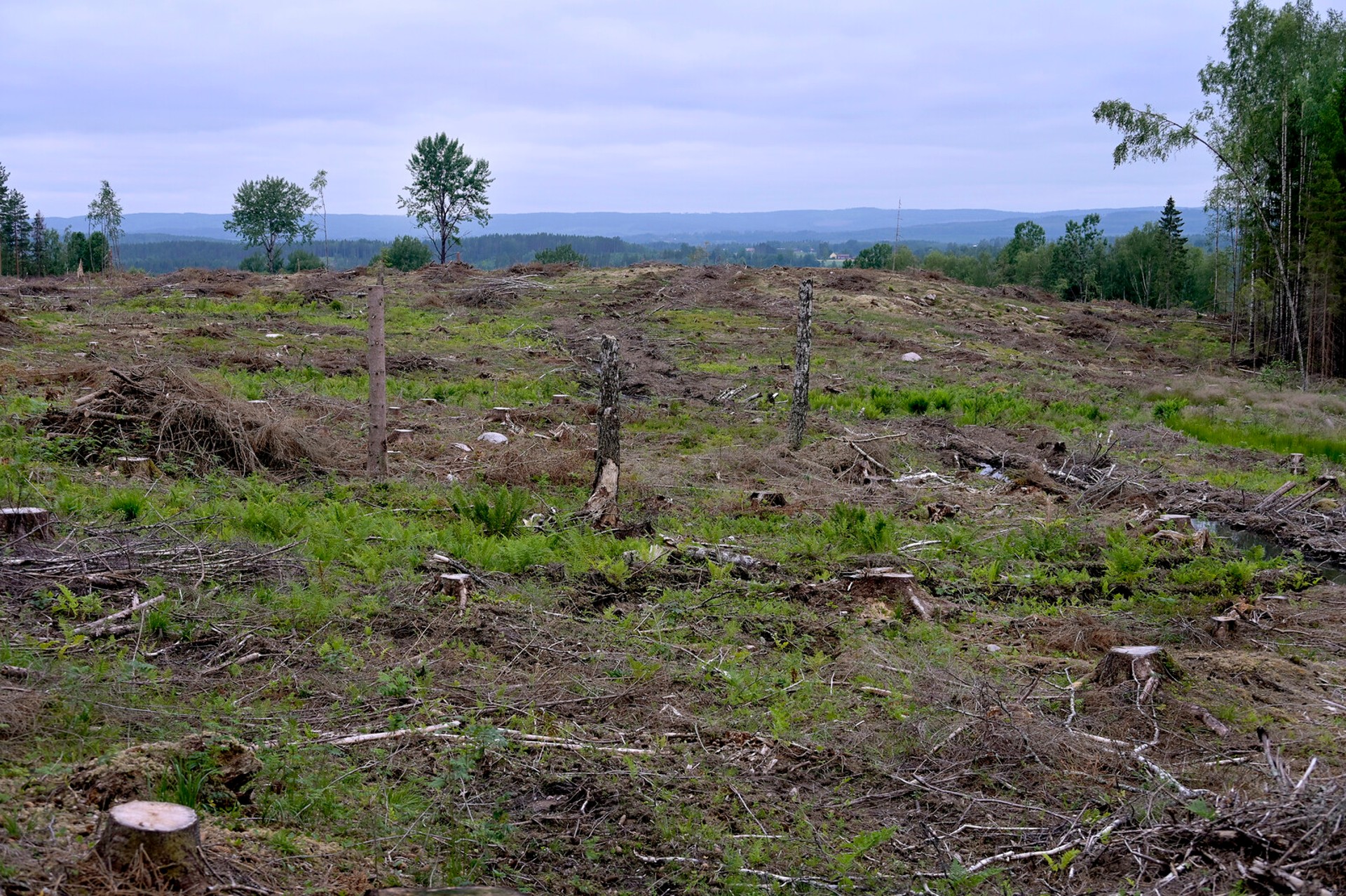 WWF: Important Forests Threatened by Clear-Cutting