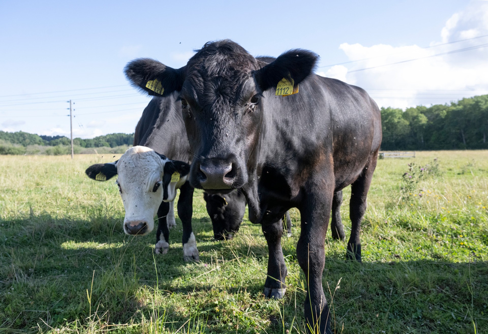 "A Cloudy Day for Sweden's Dairy Cows"