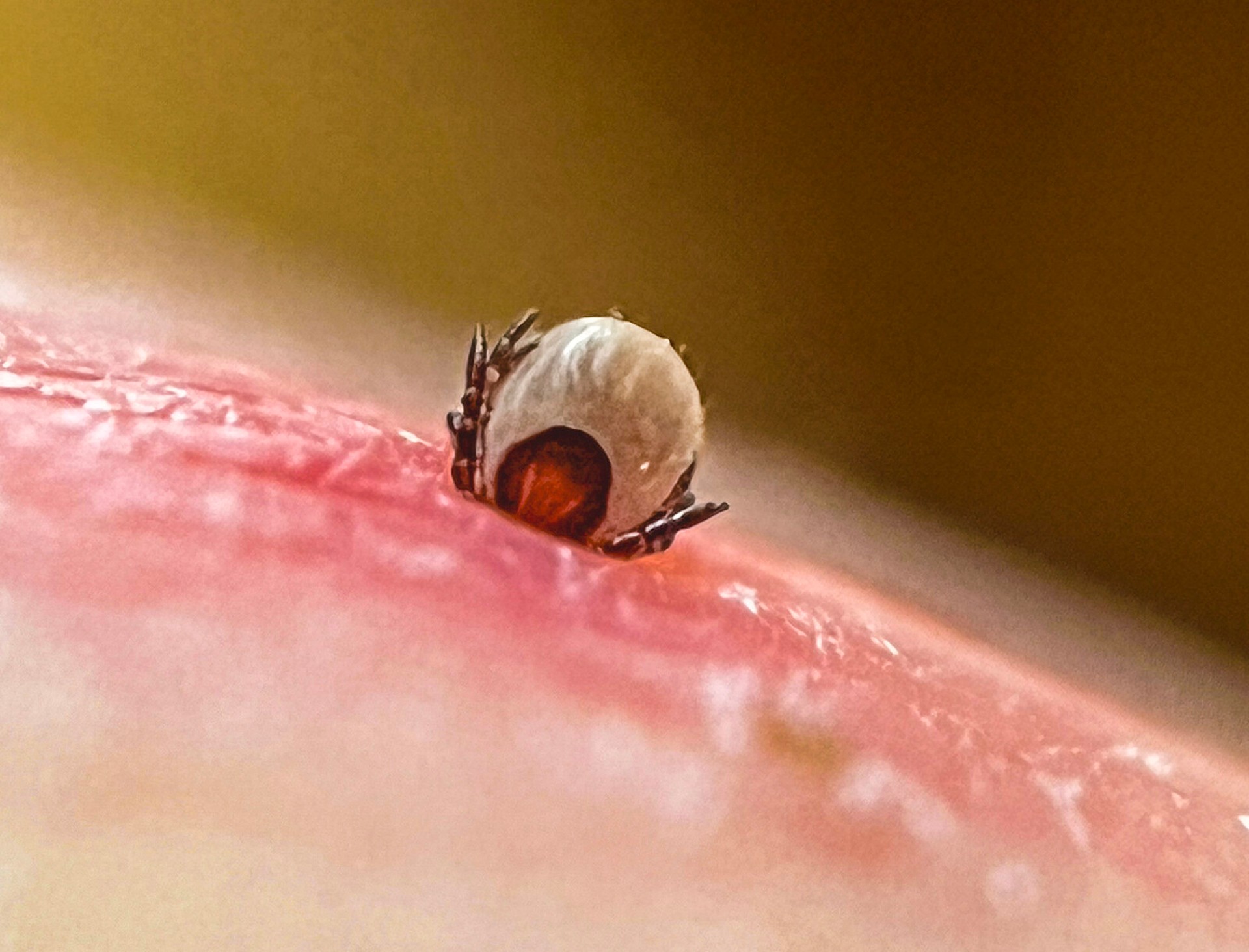 Mild Winter Spurs Surge in Tick Reports Across Sweden