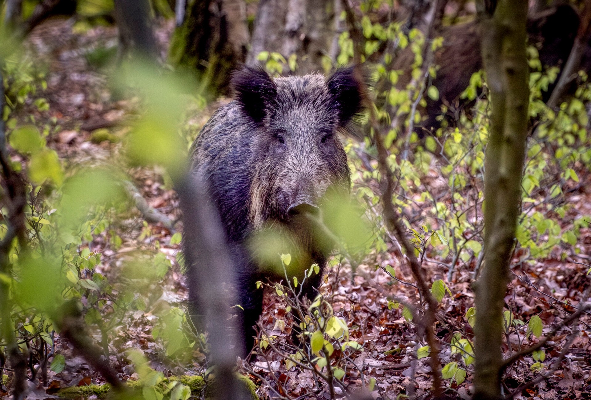 The Forest's "Bandits" Attract New Plants