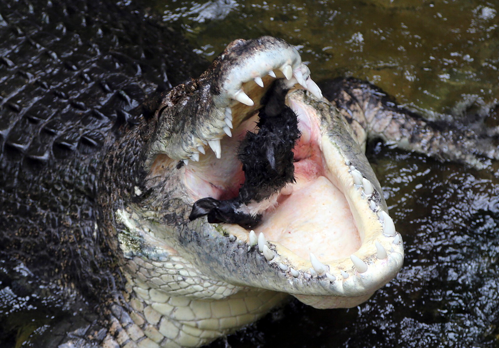 Crocodiles in River Spark Concerns for Brisbane 2032 Olympic Rowing