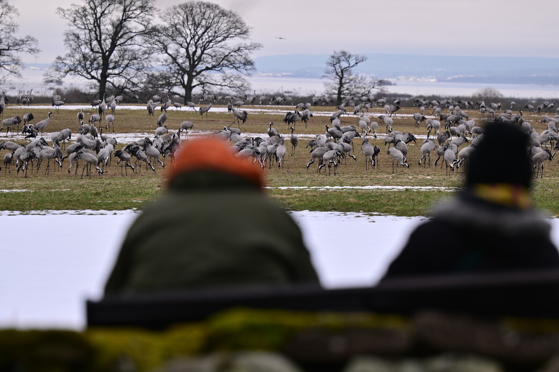 Long-awaited Crane Spotted at Hornborgasjön