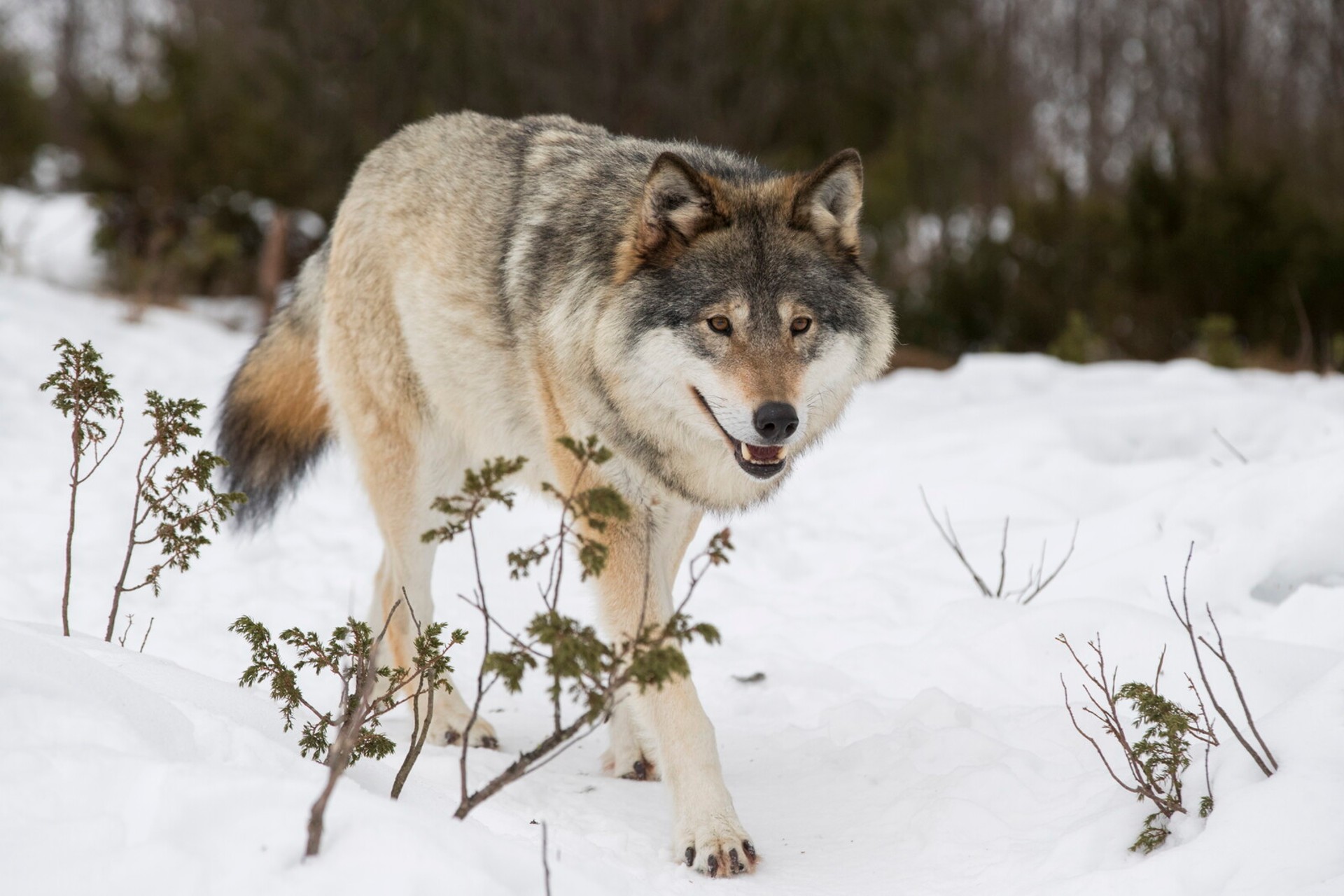 Ten wolves shot – protests in Värmland