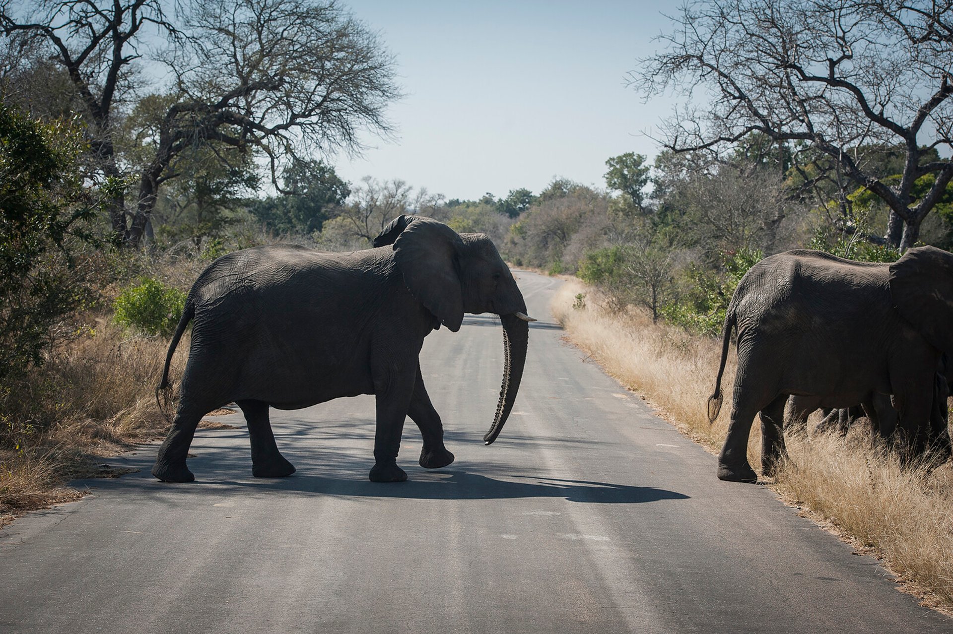 Tourist killed by elephant in