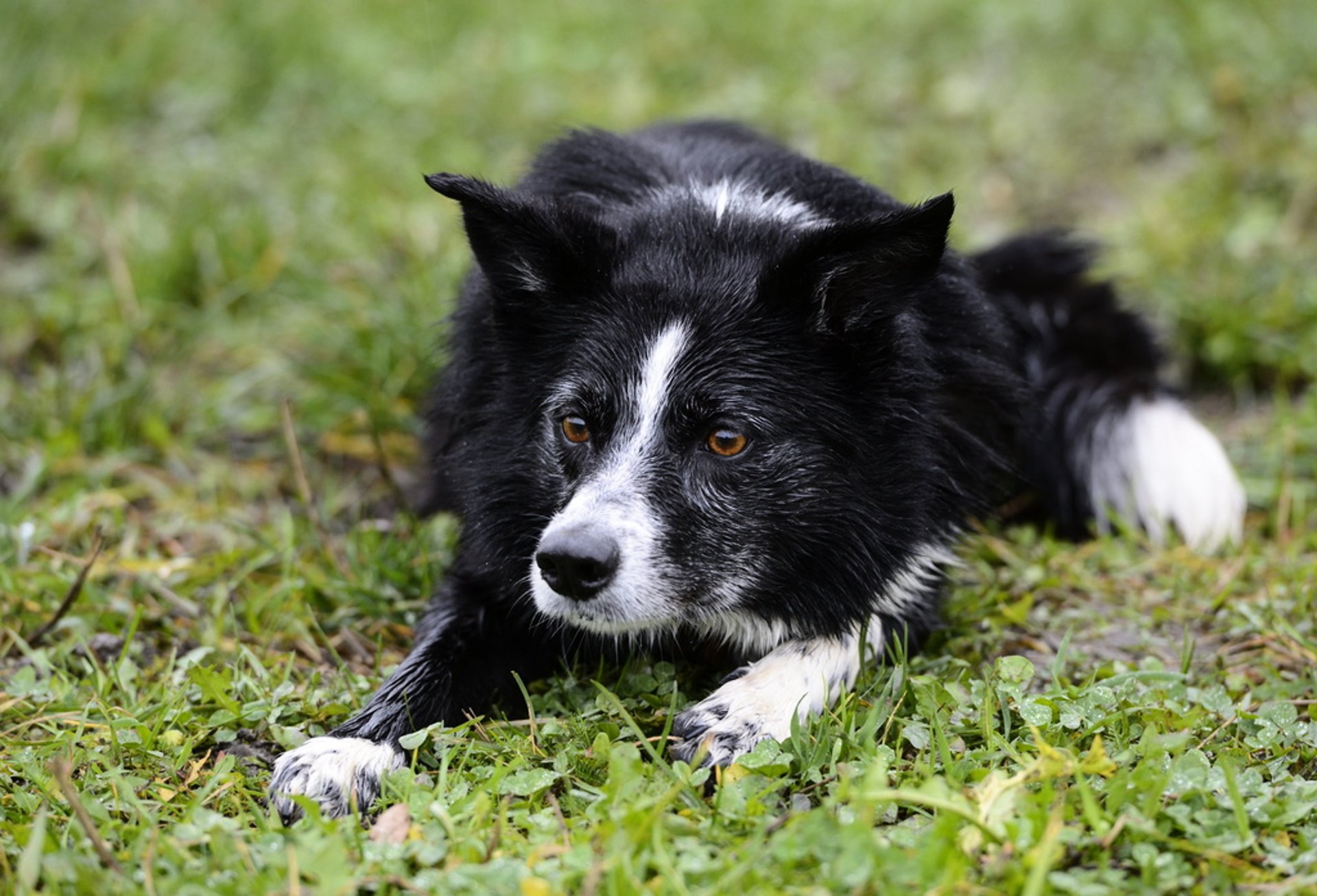 Norwegian dog found – after