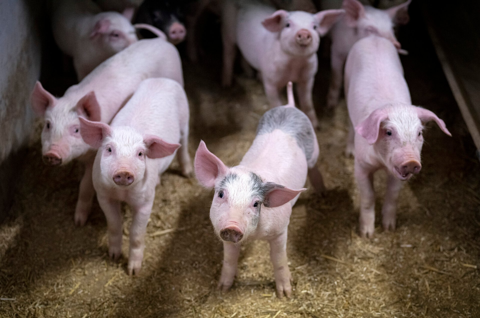 Resistant bacteria found in Swedish pigs