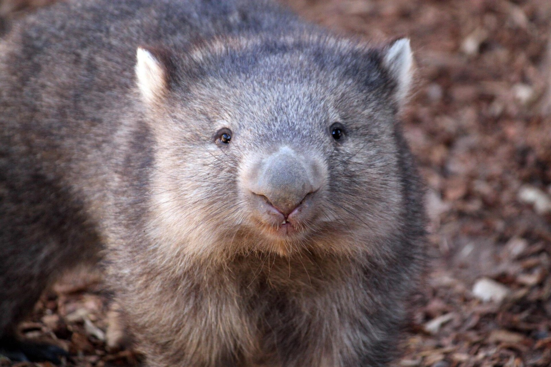 Australia furious with American who stole wombat