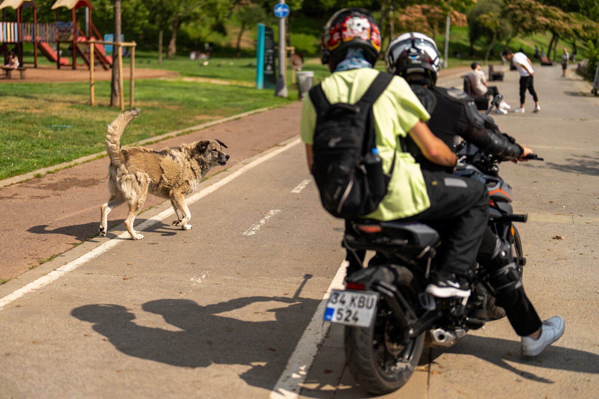 Turkish streets cleared of dogs after girl's death