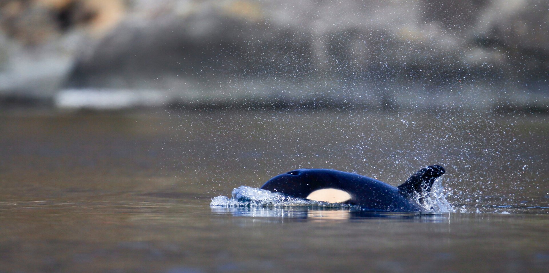 Sad orca mother has got a new calf