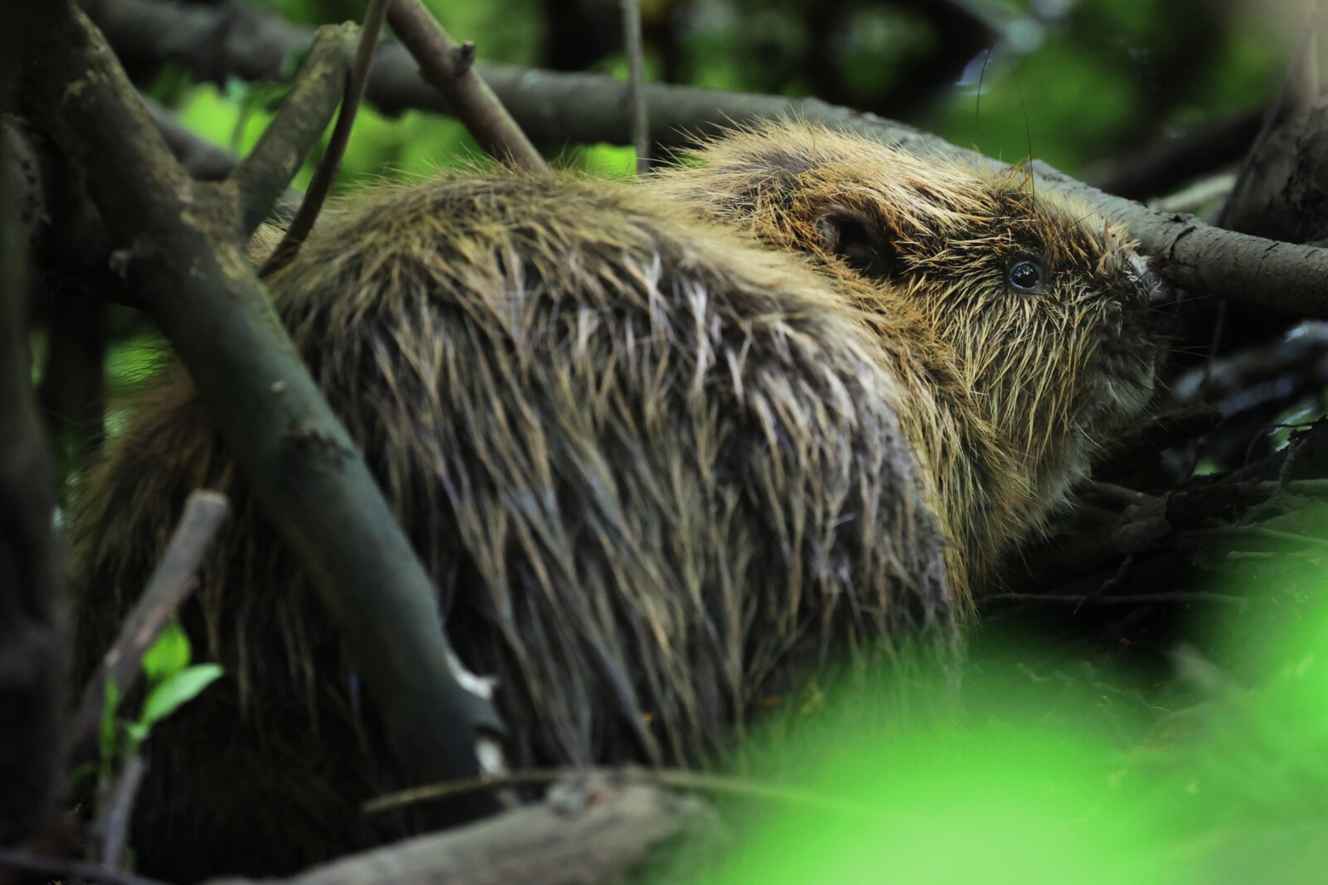 Beaver gnawed on tree –