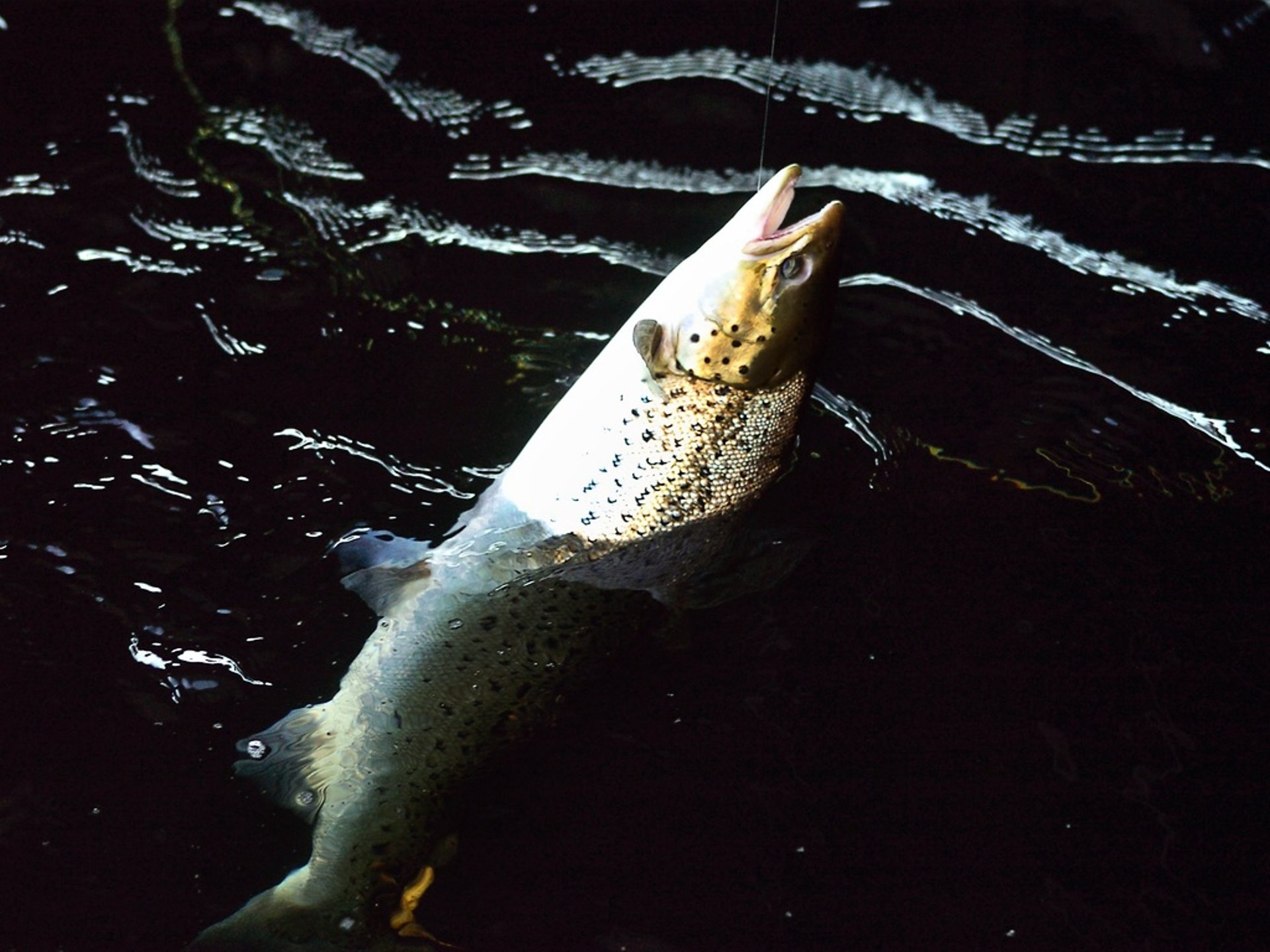 Fishing too early results in smaller salmon