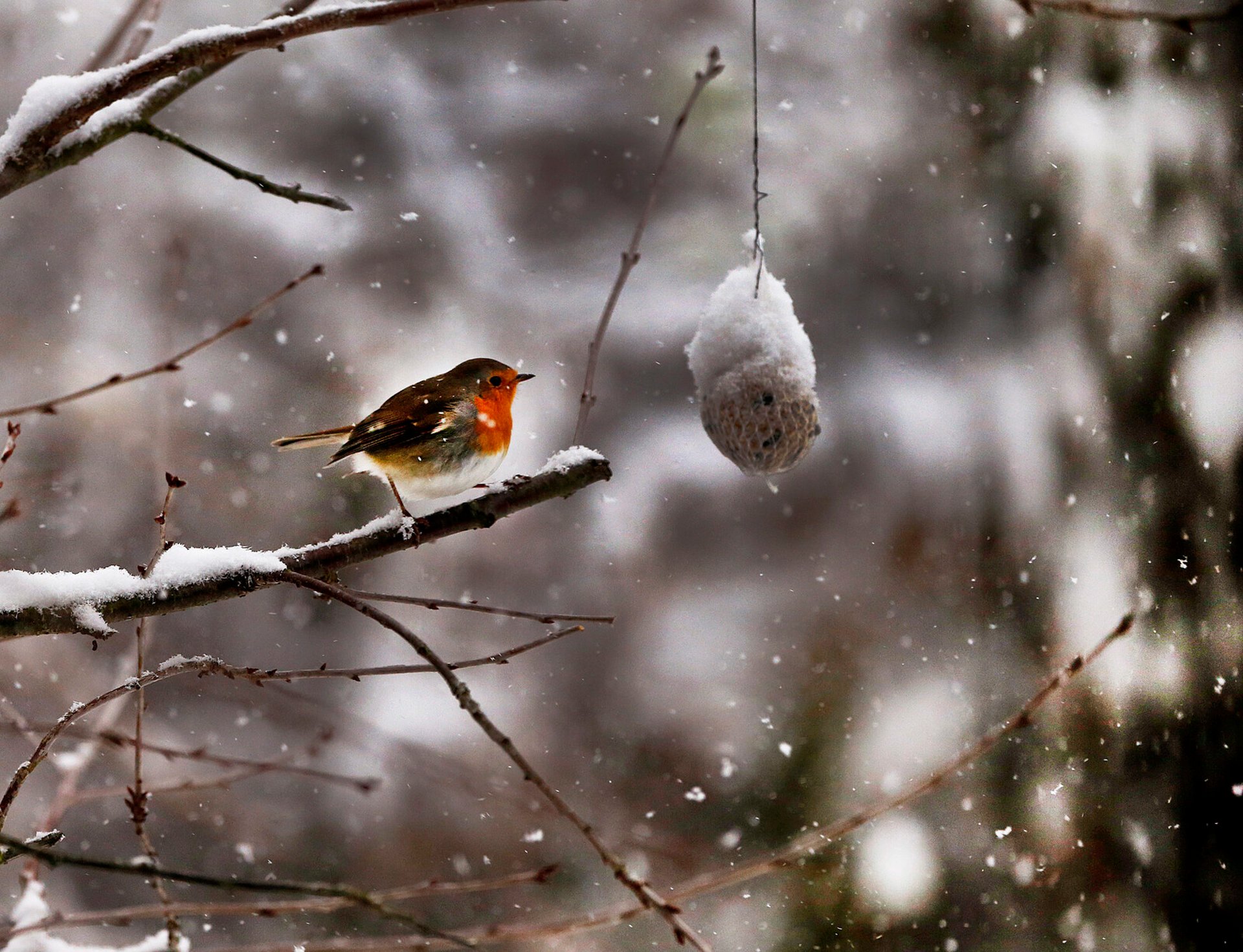 The number of robins has halved in four years