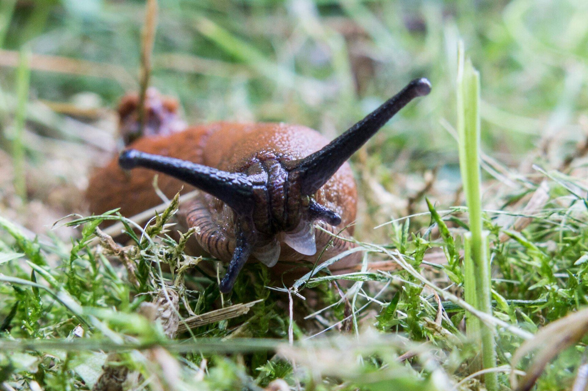 Unwanted Stowaways on Norwegian Plants