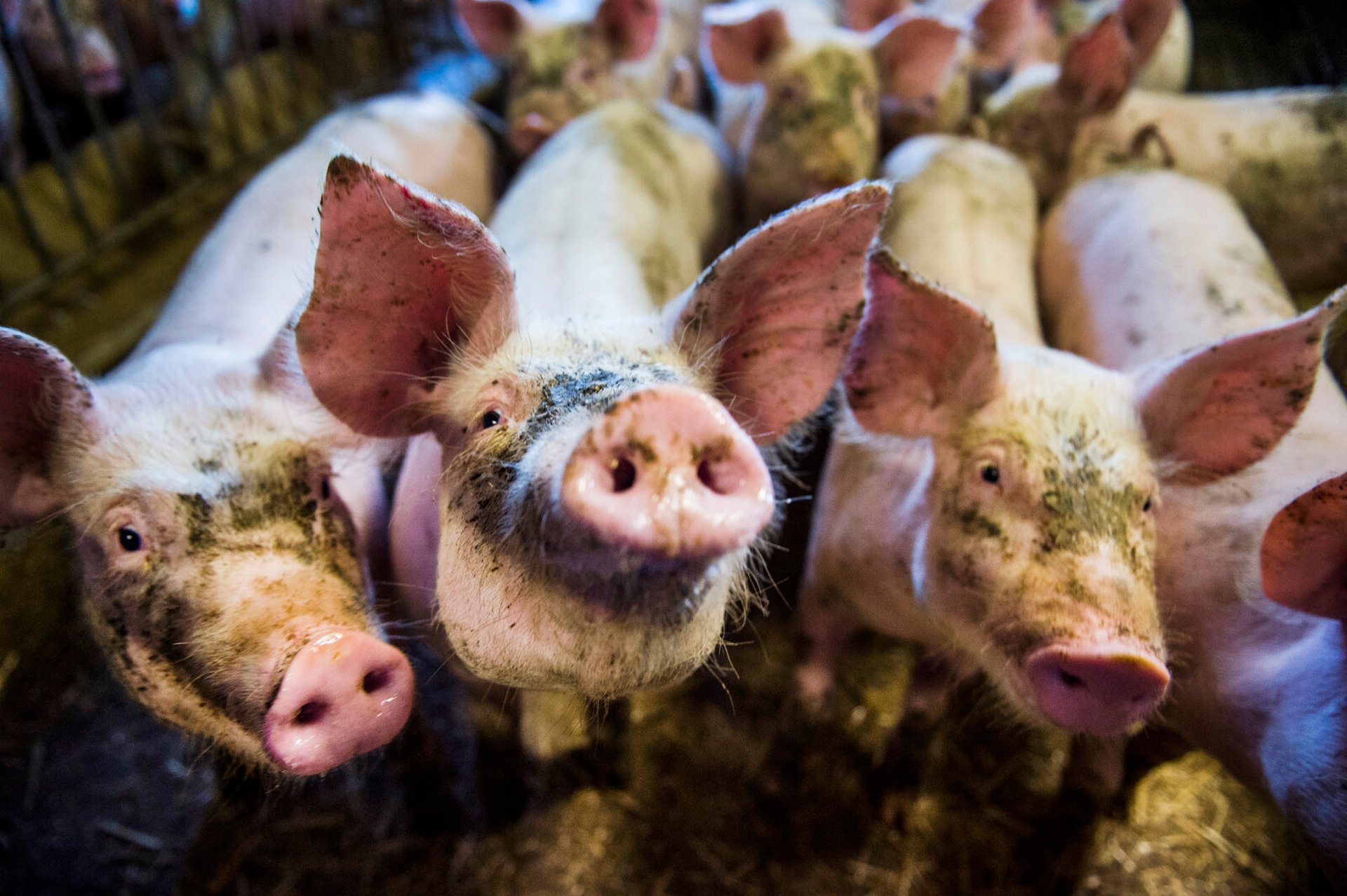 2,800 Pigs Put Down –