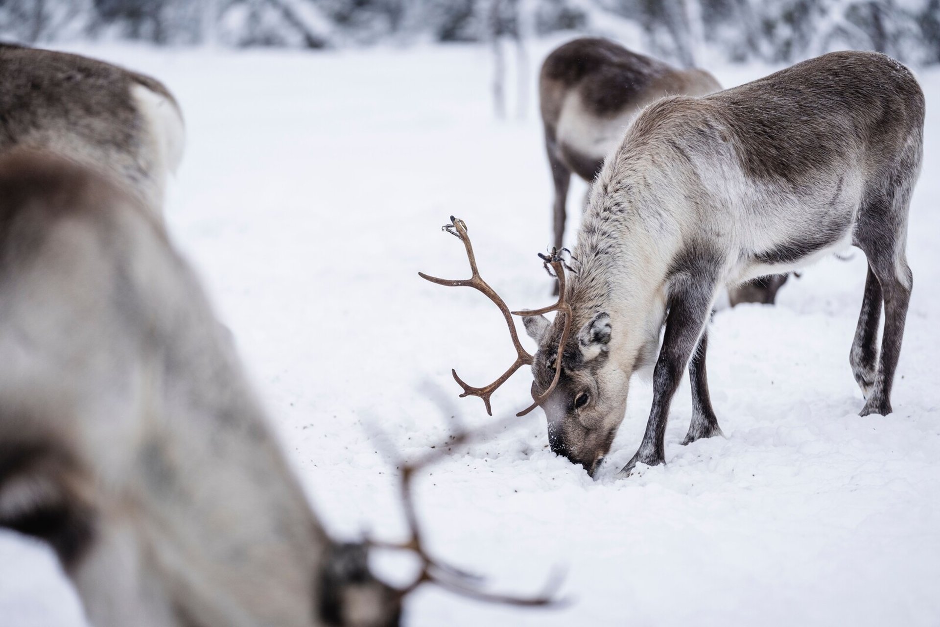 Reindeer killed – suspected animal cruelty