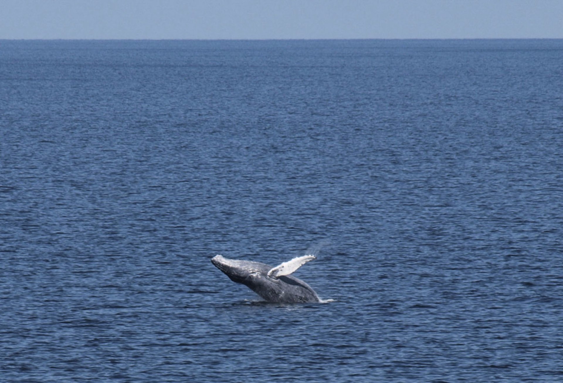 Rare visitor in Öresund