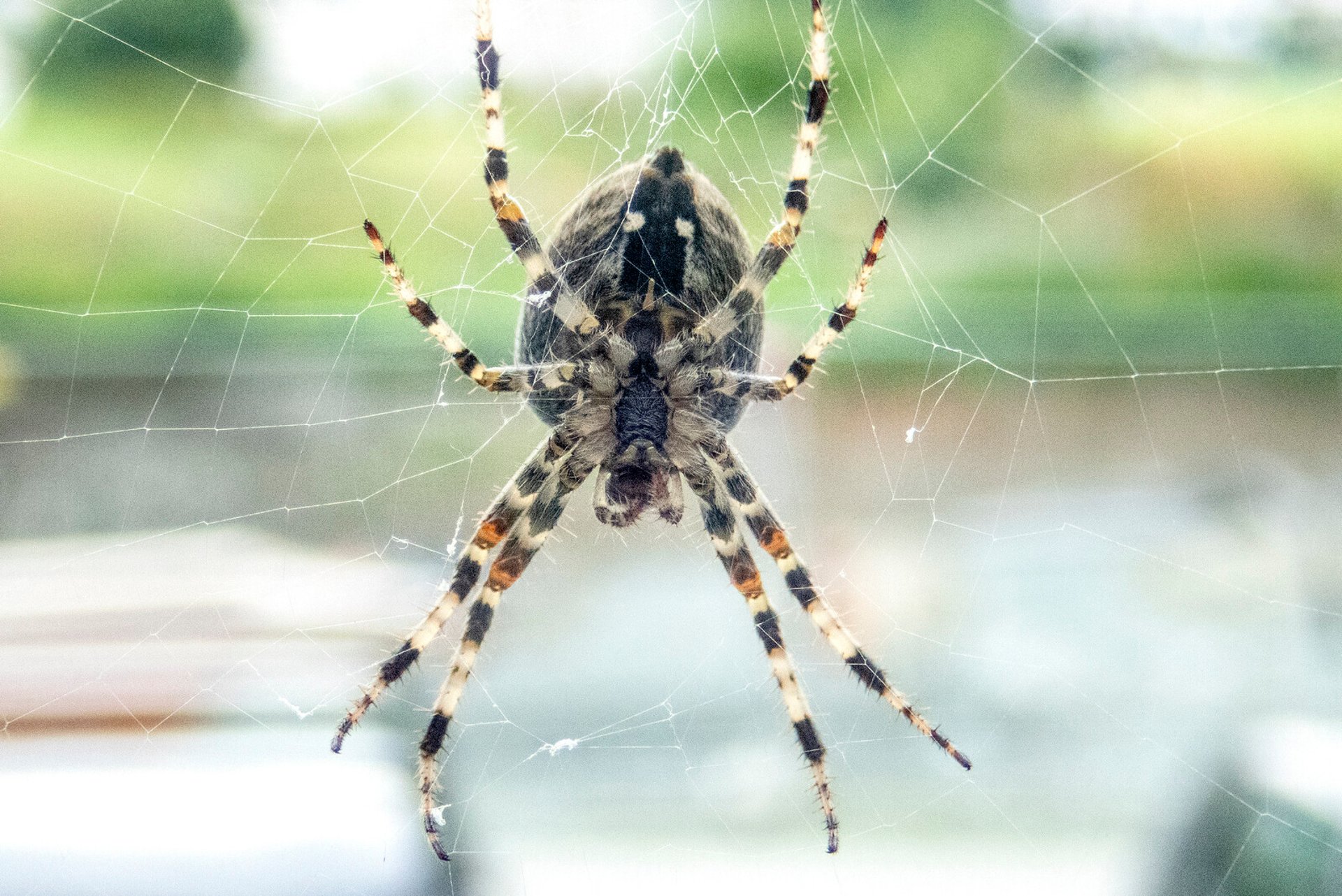 Spiders use their legs to find a partner