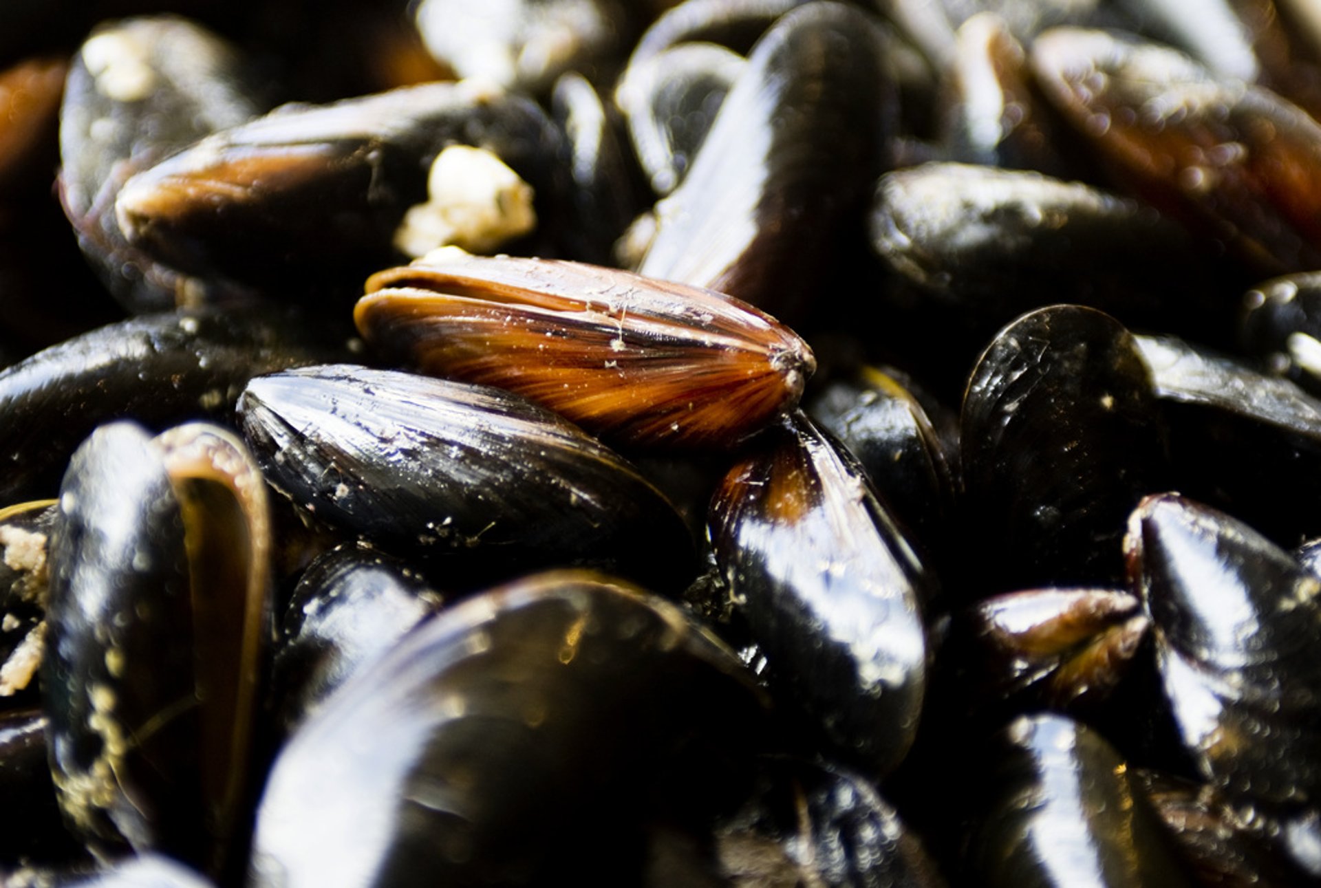 Ten thousand freshwater pearl mussels to be relocated