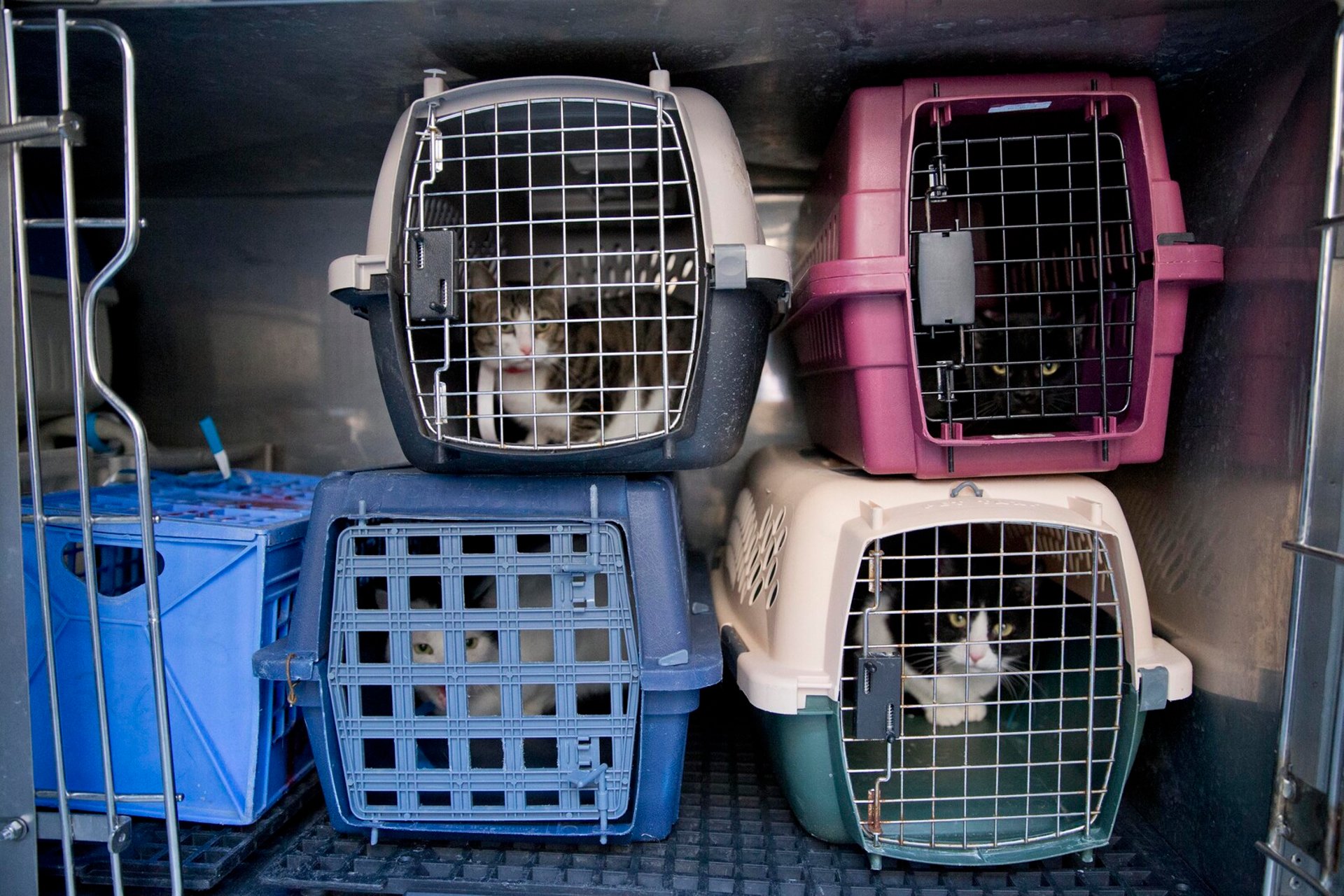 Over 30 Cats and a Dog Rescued from Squalor in Östra Göinge Home Raid