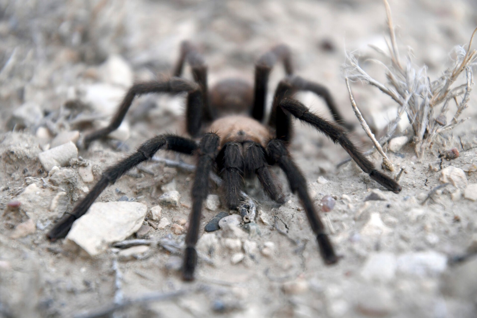 Man arrested with 320 bird spiders on his body