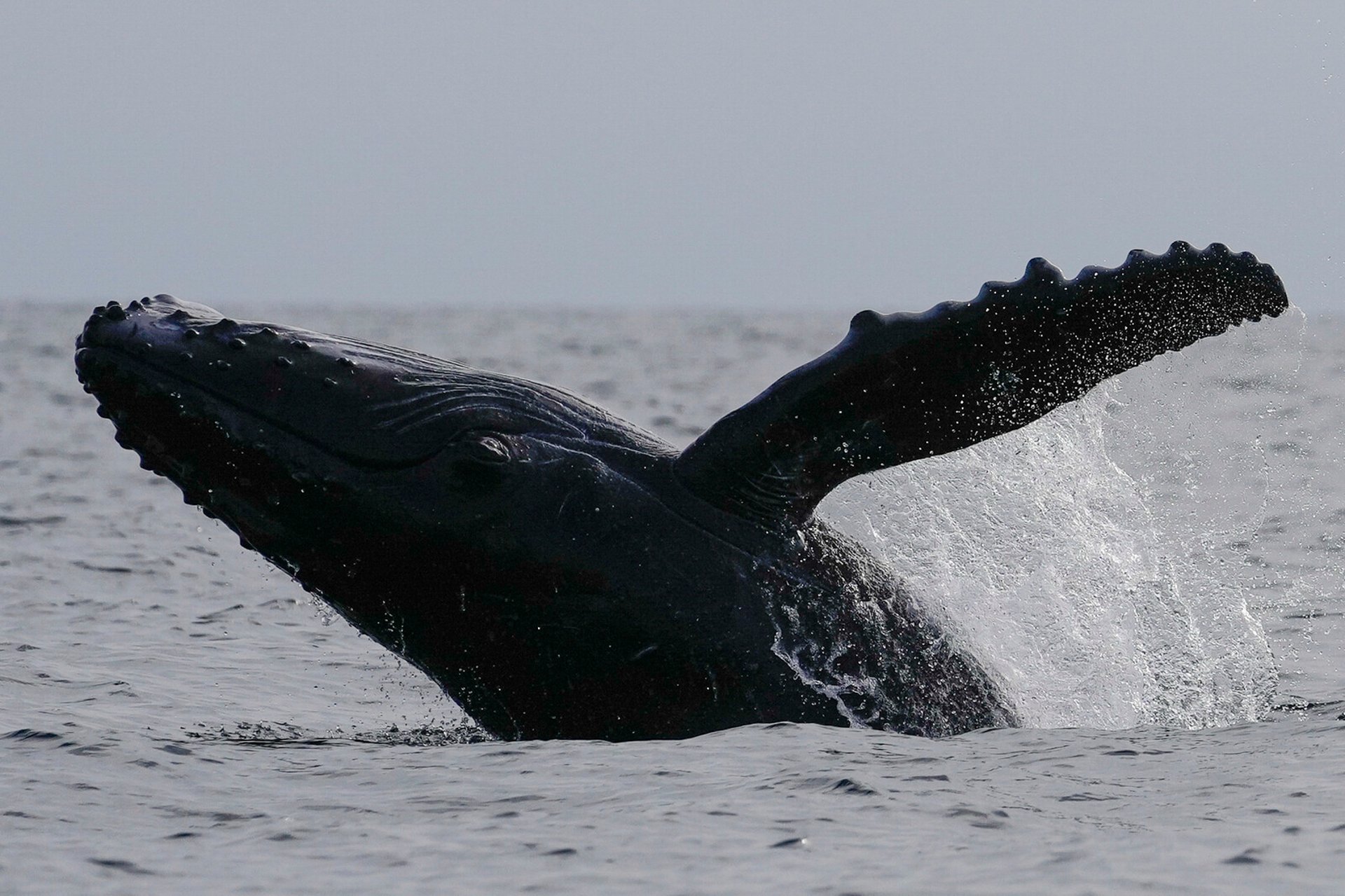 Minke Whale Freed from Net