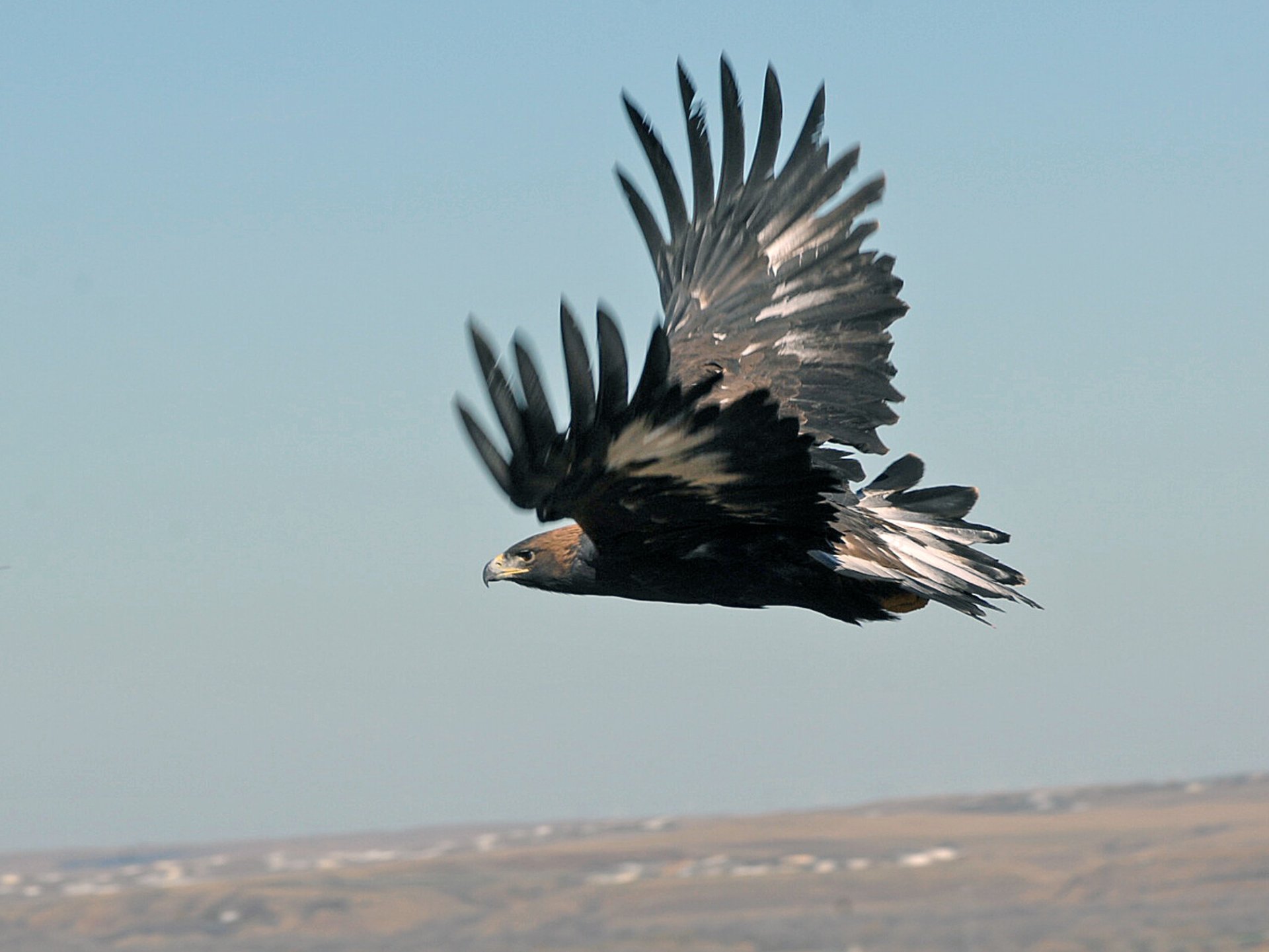 Norwegian Eagle Attacks Baffle - "Extremely Shy"