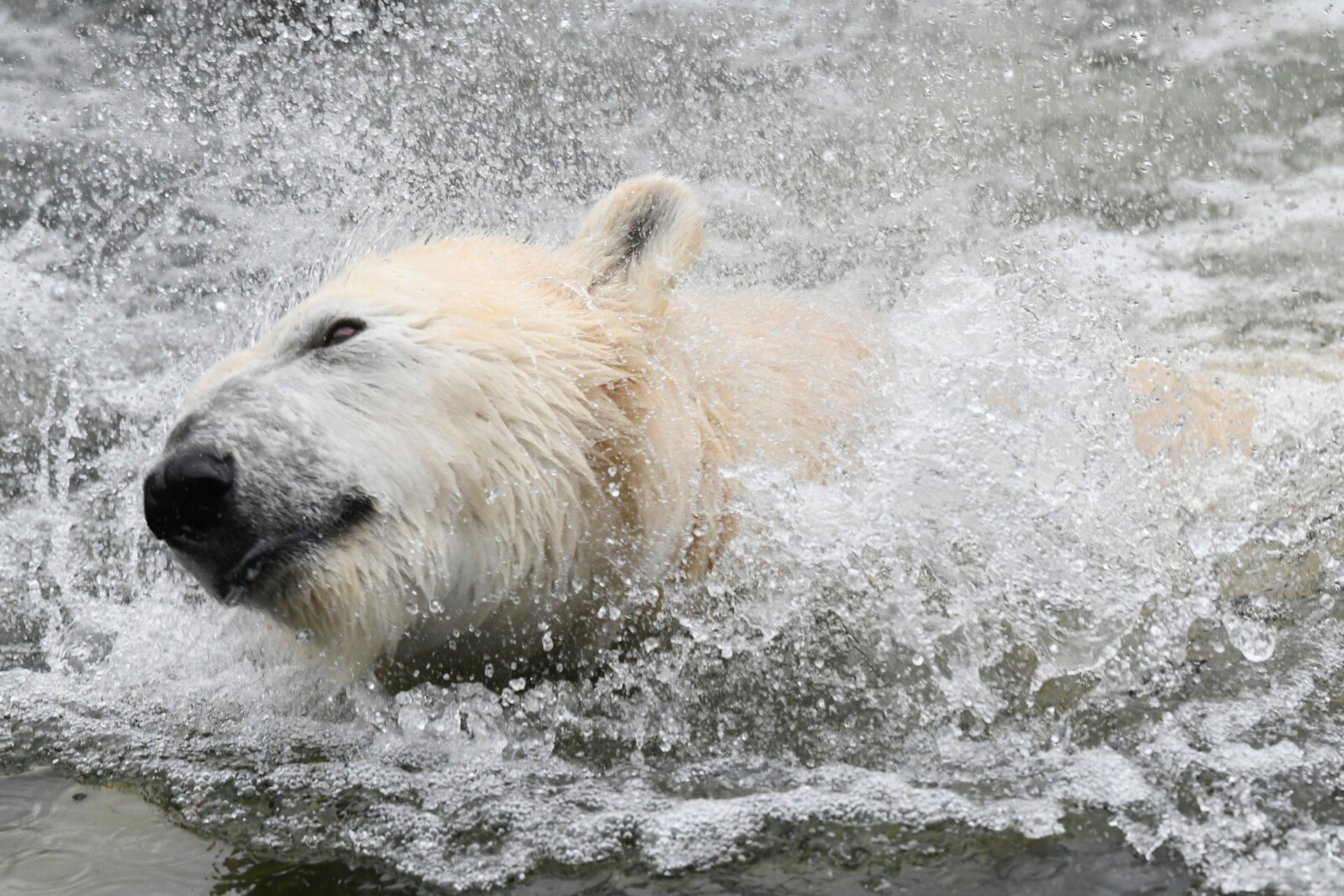 Polar bear shot – believed