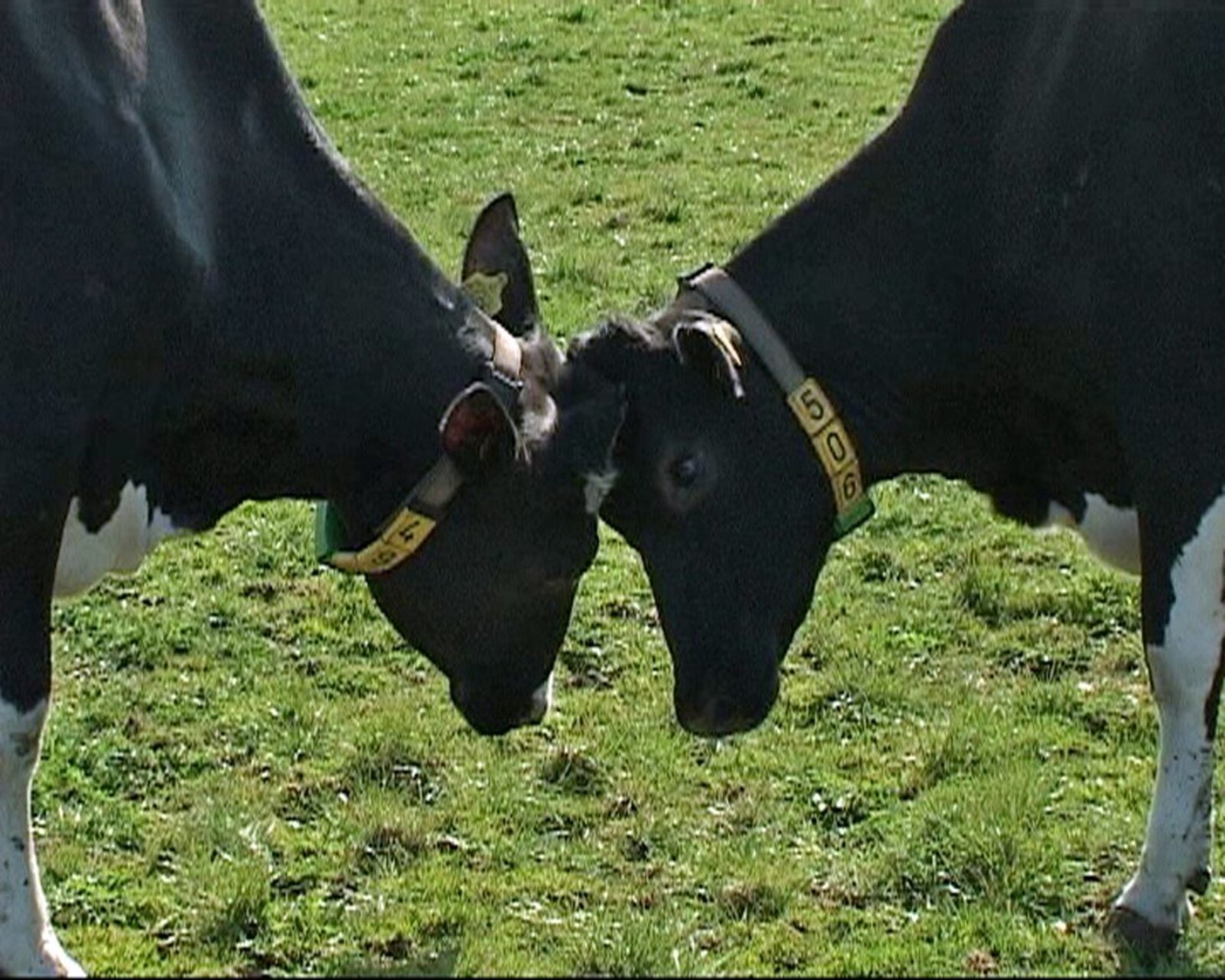 Foot-and-Mouth Disease Found in Hungary