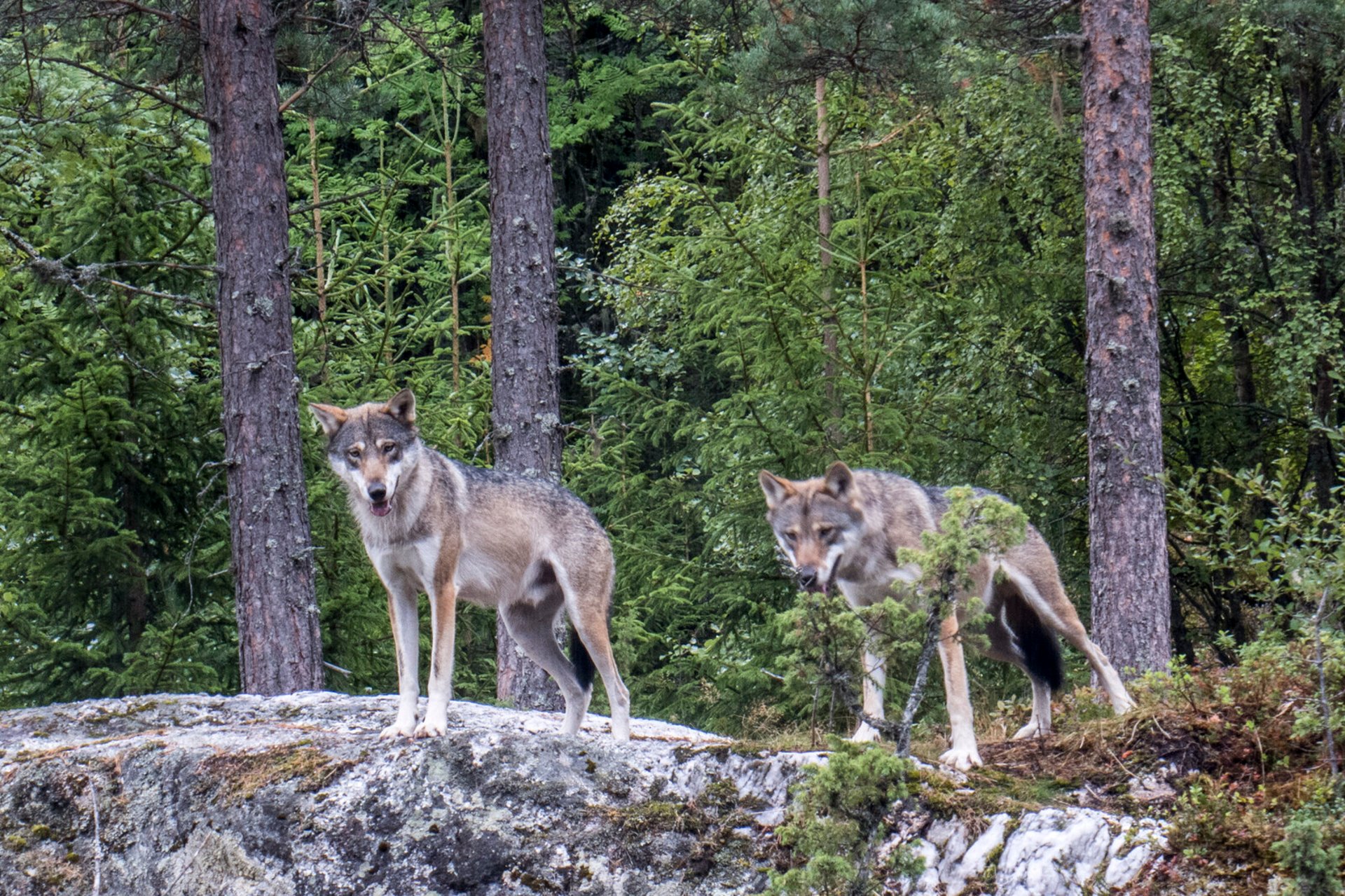 Concern over significantly reduced wolf stock