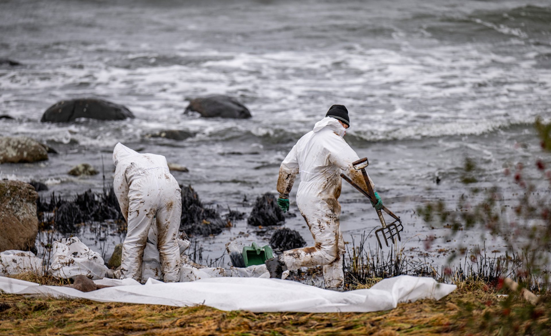 High toxin levels in mussels after oil spill