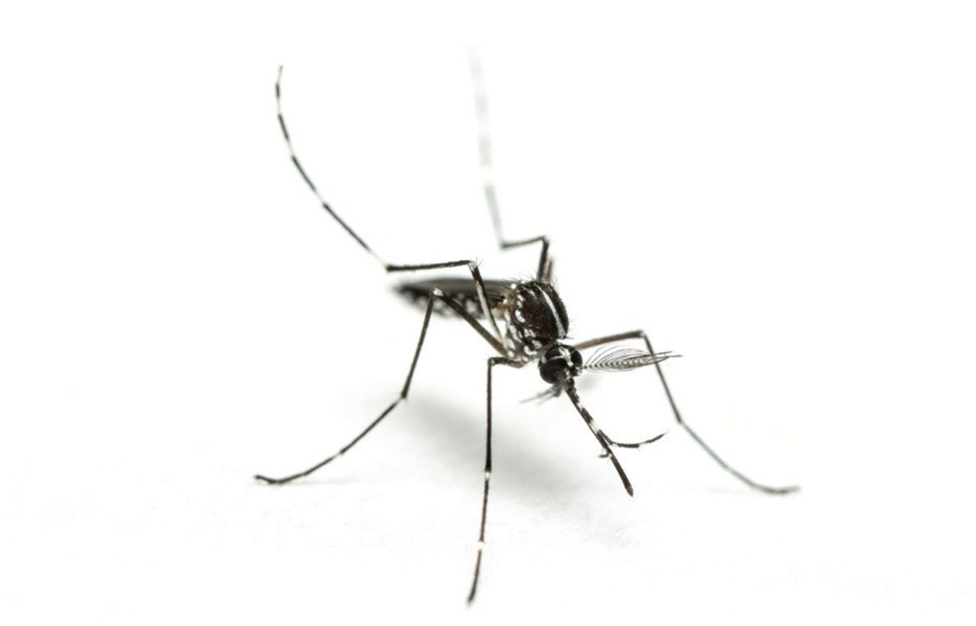 

Tropical mosquito-borne diseases could reach Sweden