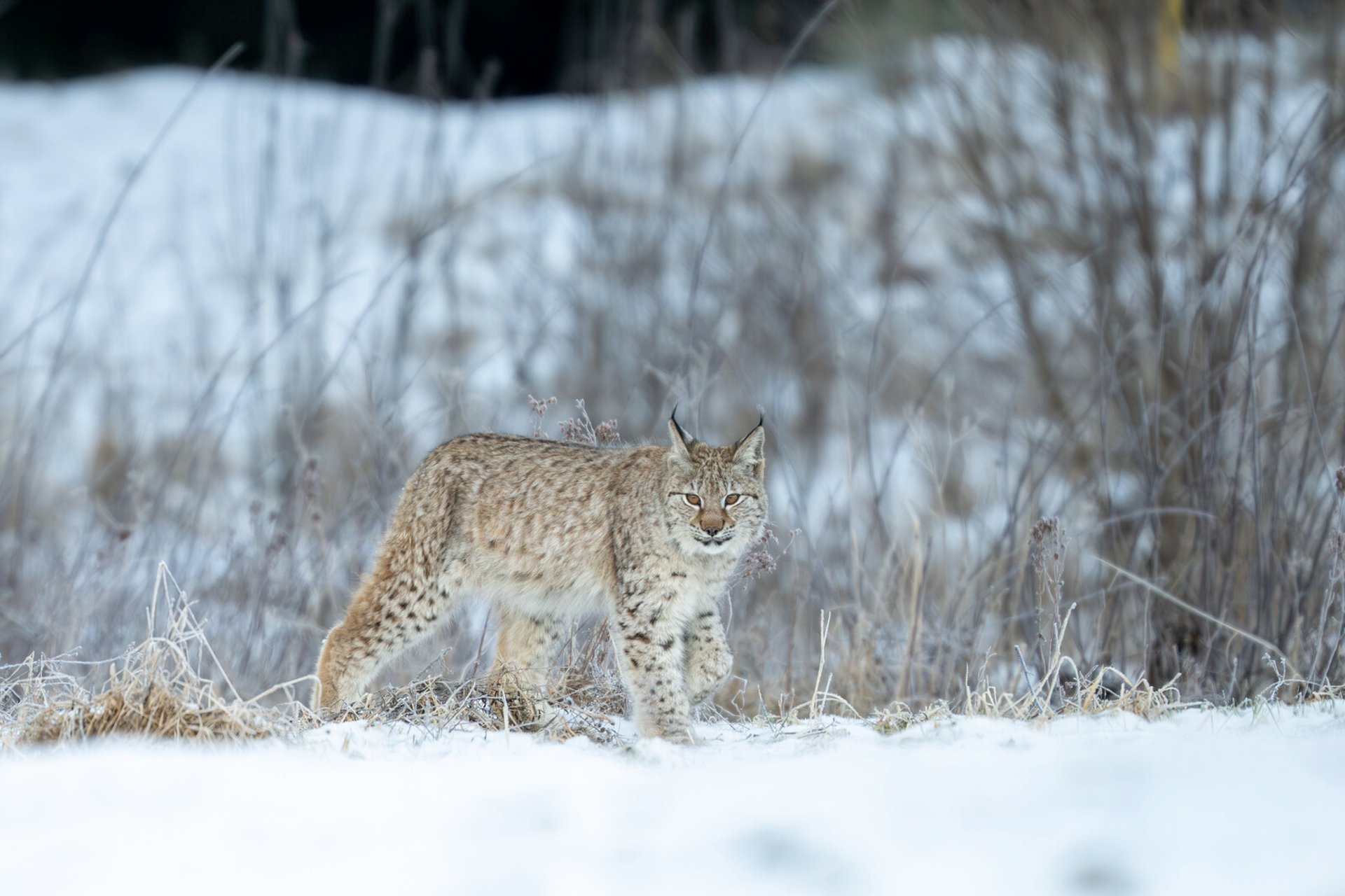 Over 80 lynxes to be shot – the hunt begins now