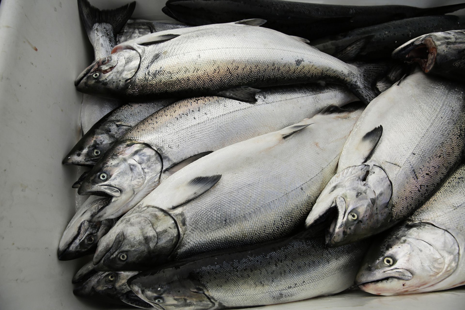 Bottom Line for Norwegian Salmon Farmers